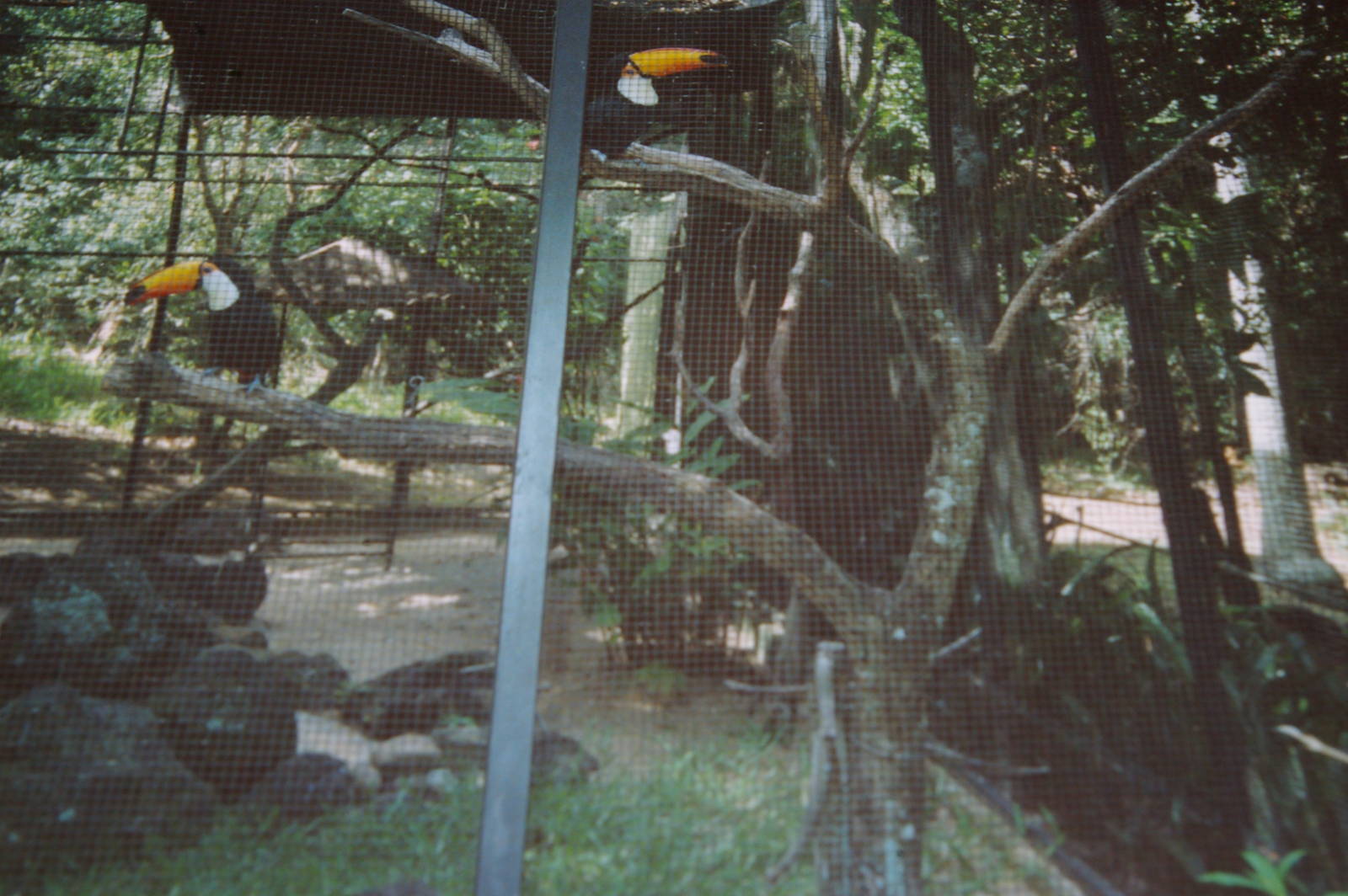 toco toucans, Noumea Zoo