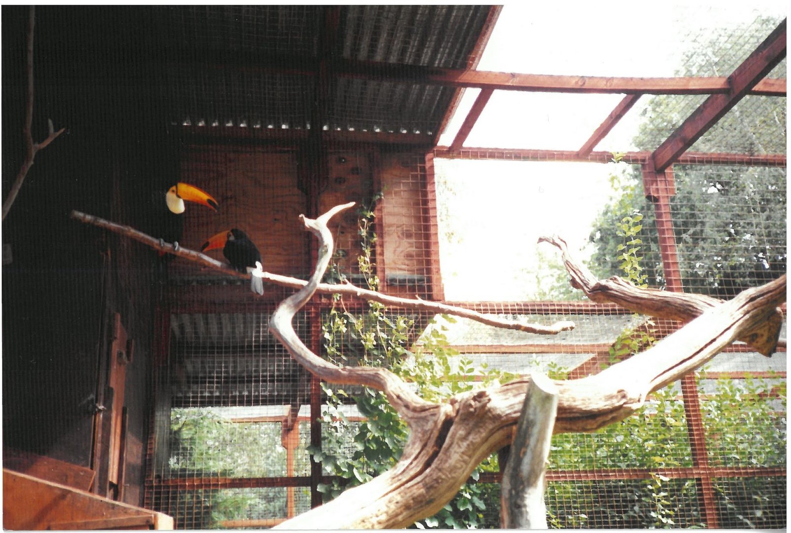 Toco Toucans - scanned photo 1990's