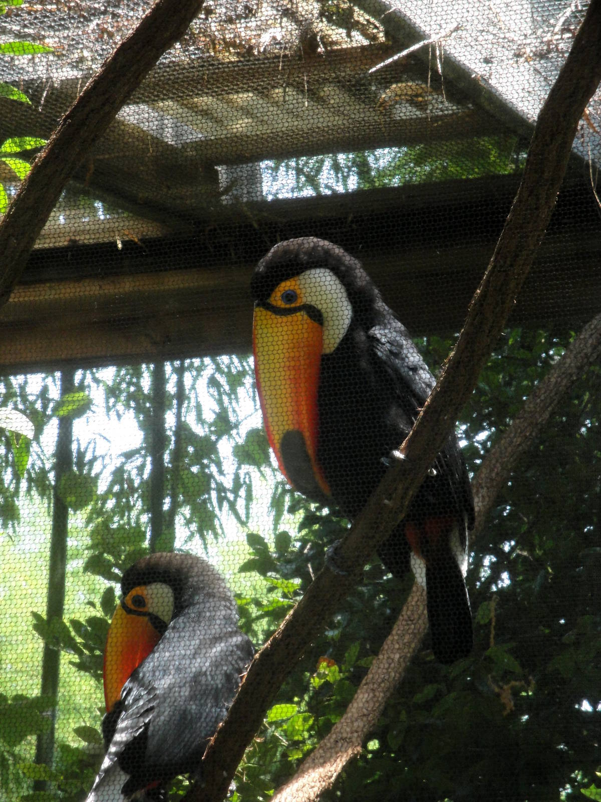 Toco Toucans