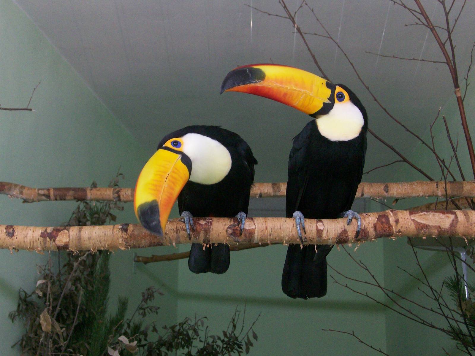 Toco toucans