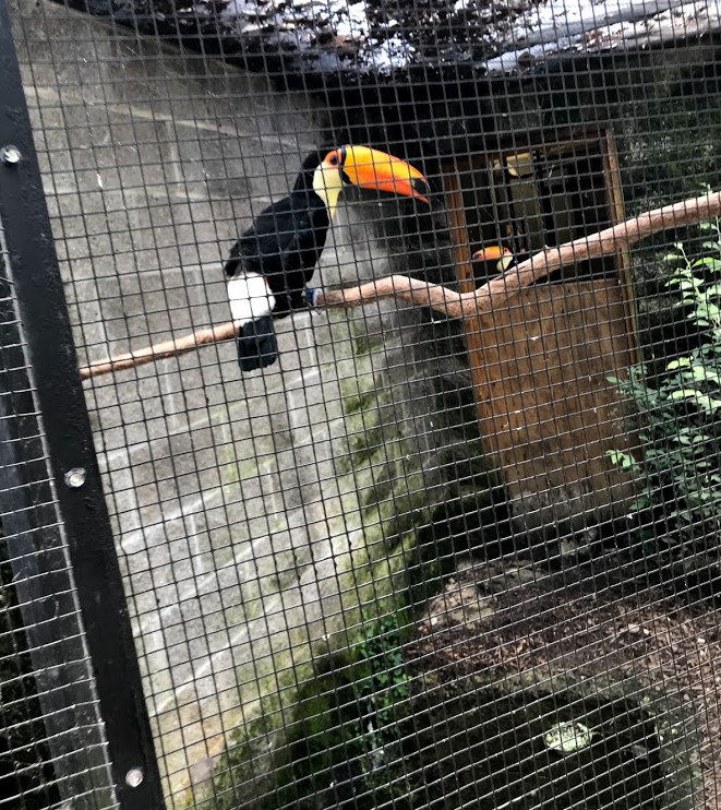 Toco Toucans