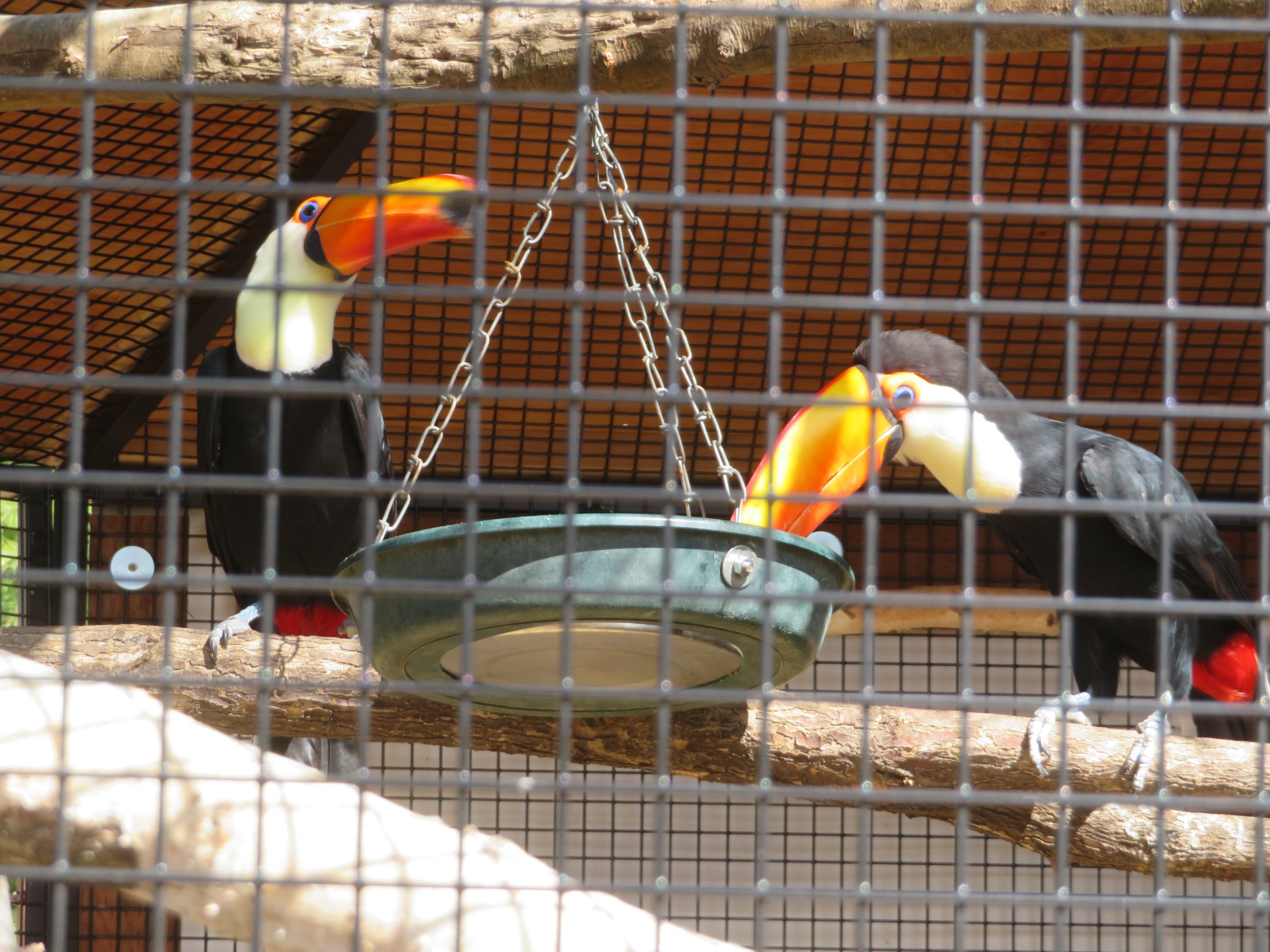 Toco Toucans