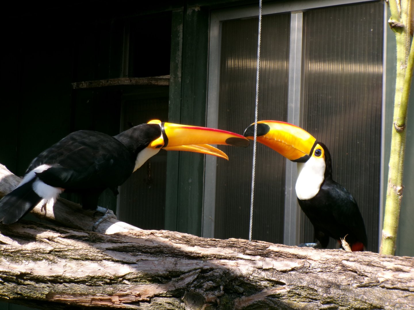 Toco toucans