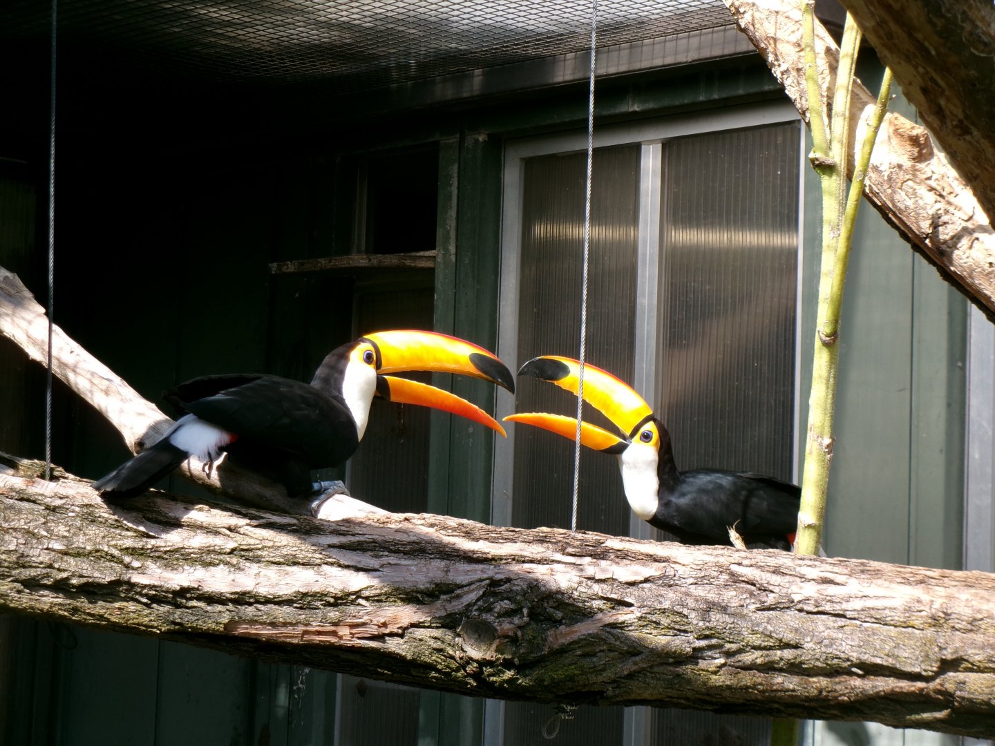 Toco toucans