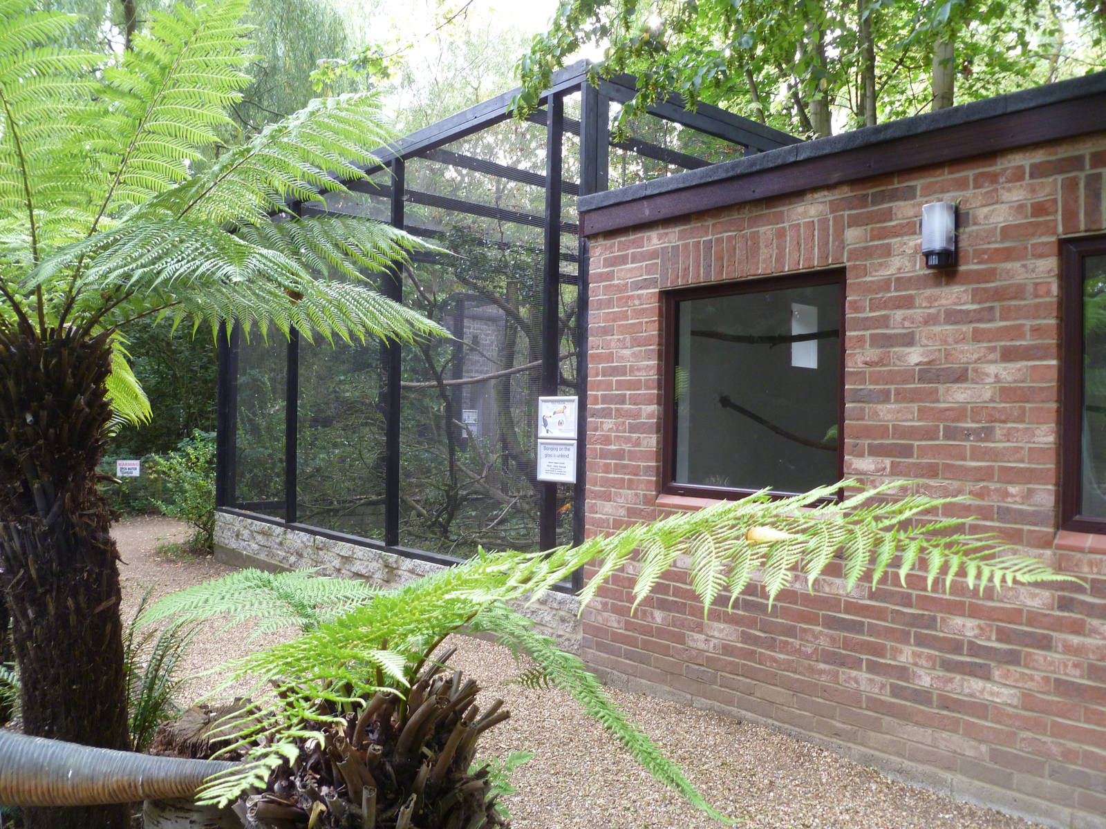 toco tucan and lady ross turacos exhibit