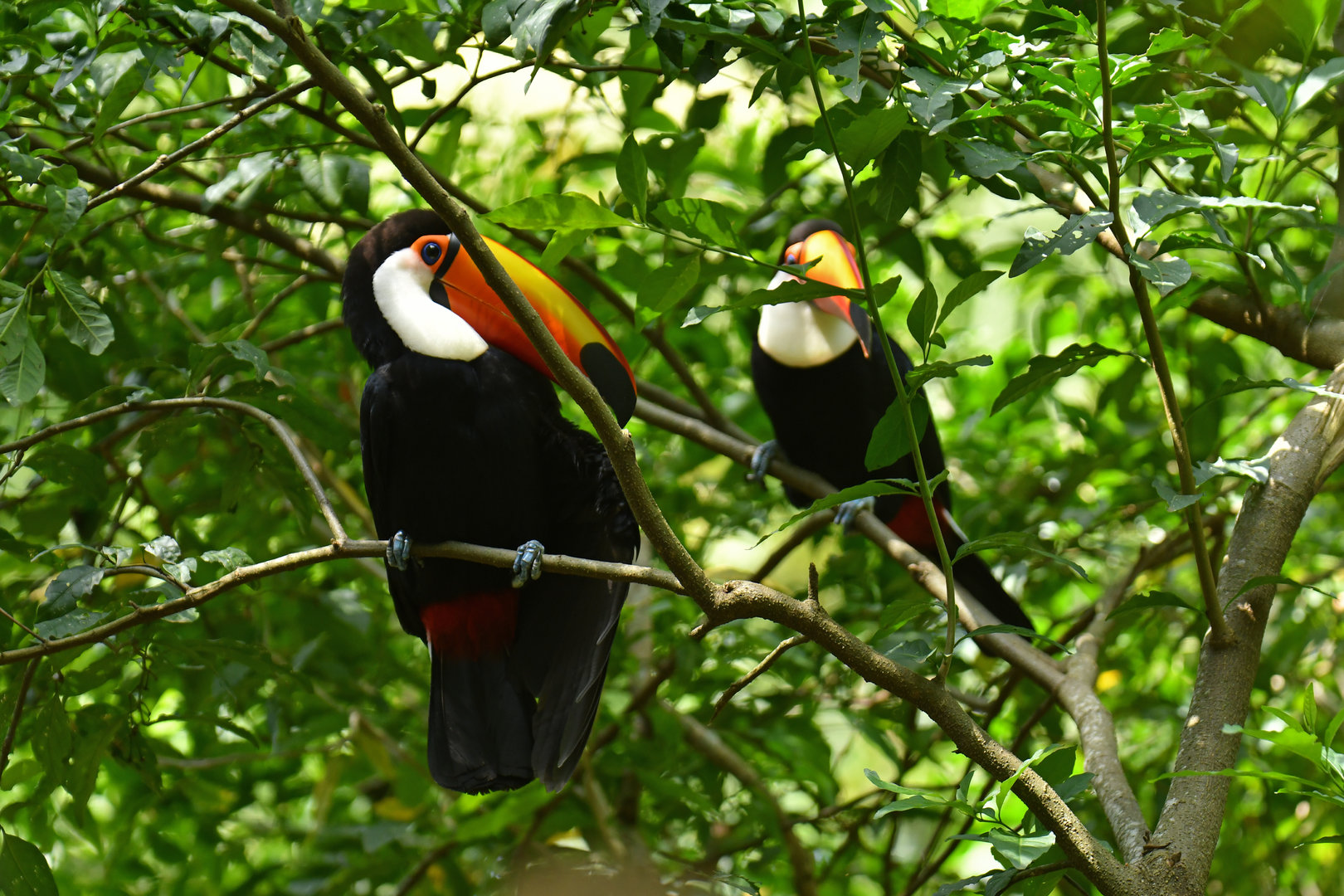 Toco tucan (Ramphastos toco)