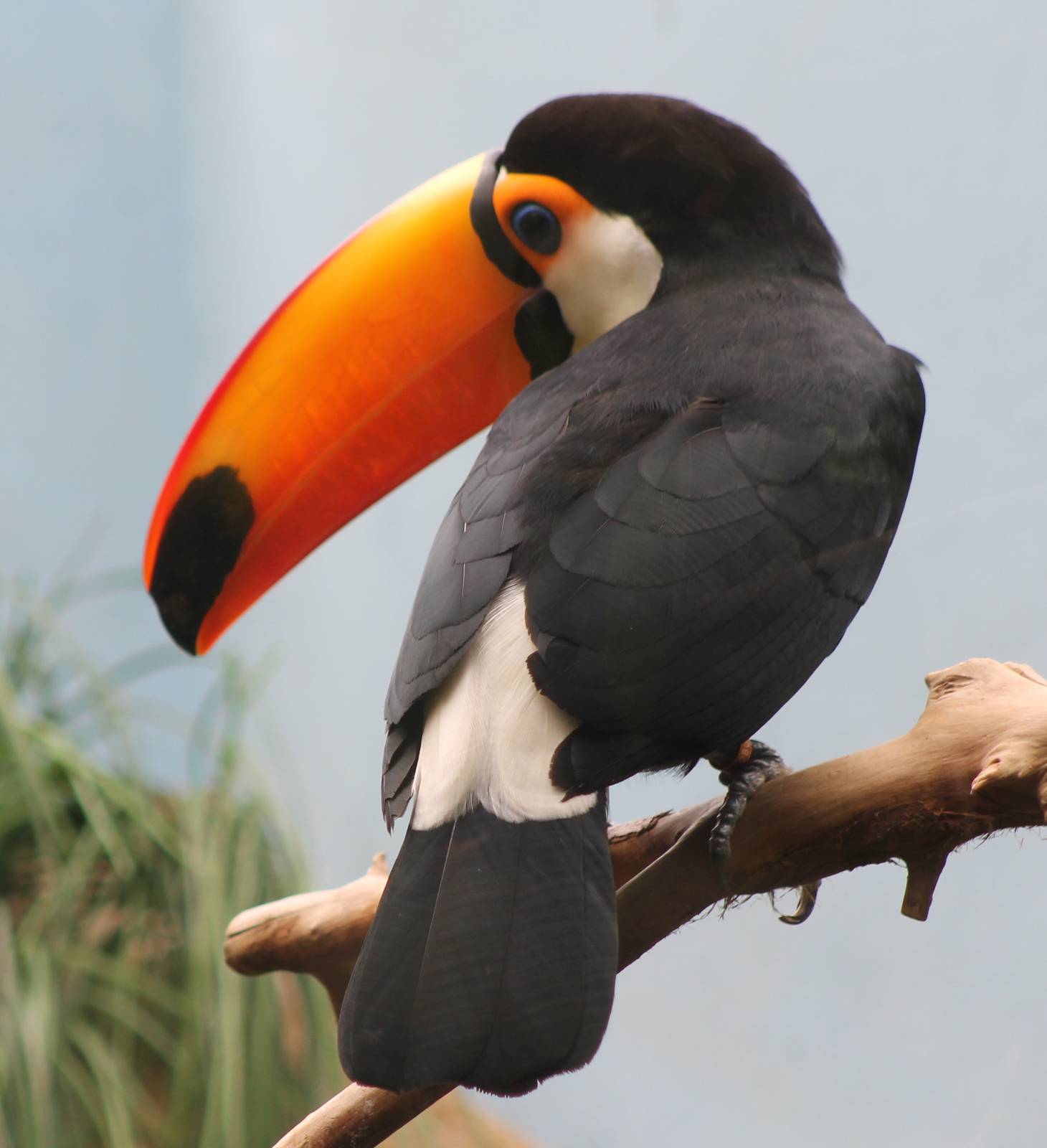 Toco tucan