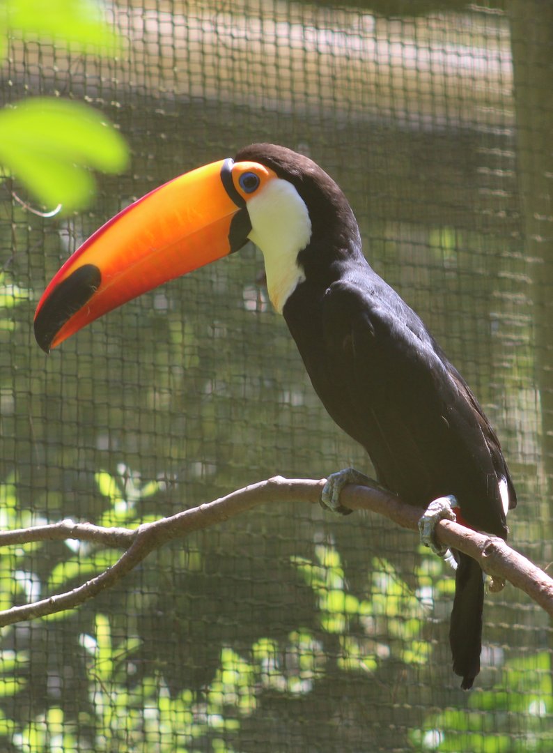 Toco tucan
