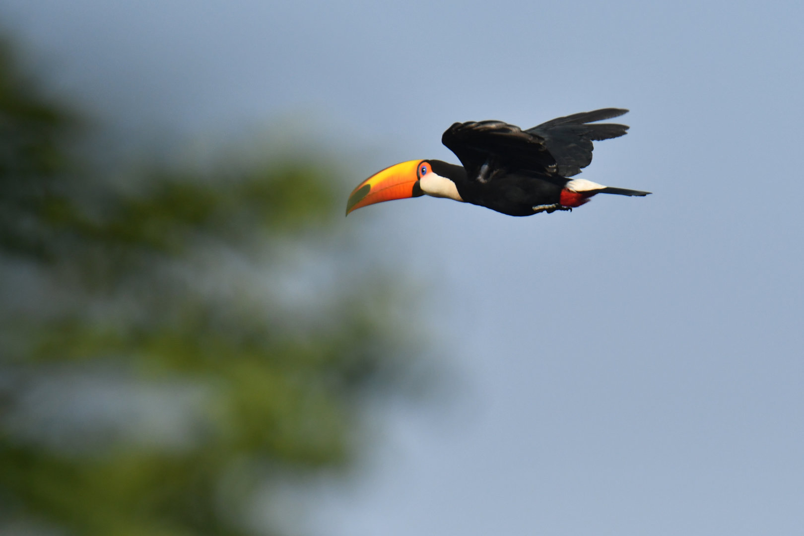 Toco tucano (Ramphastos toco)