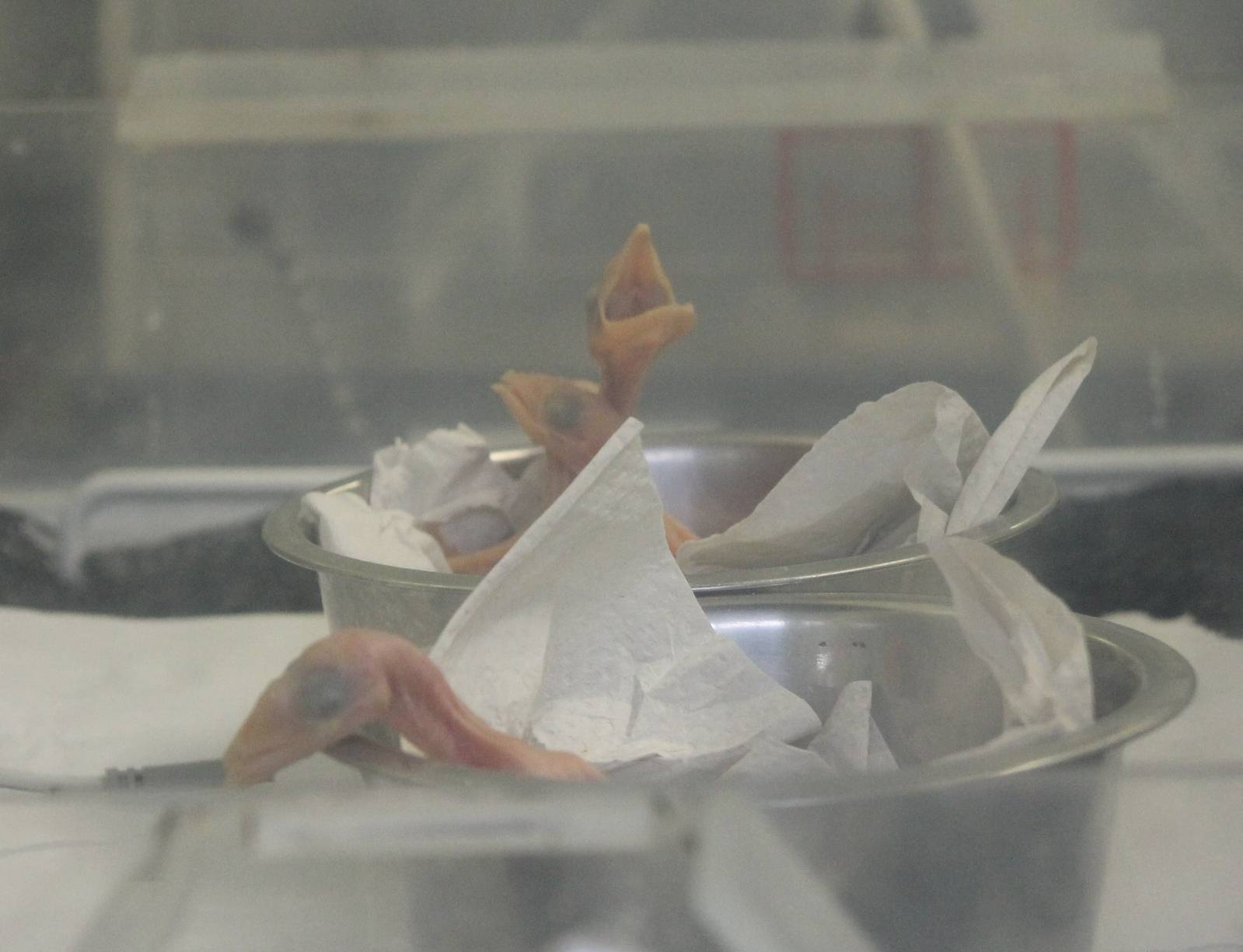 Toco tucans in the hand-raising room