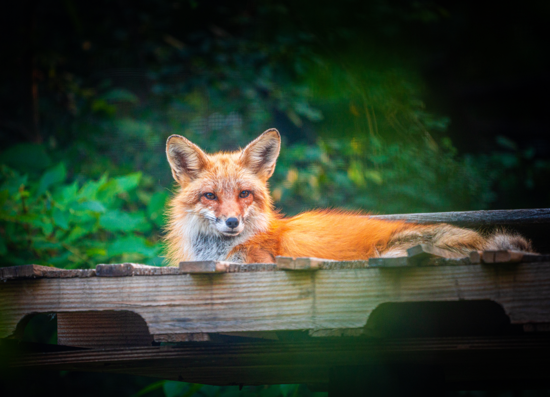 Todd the male Red Fox