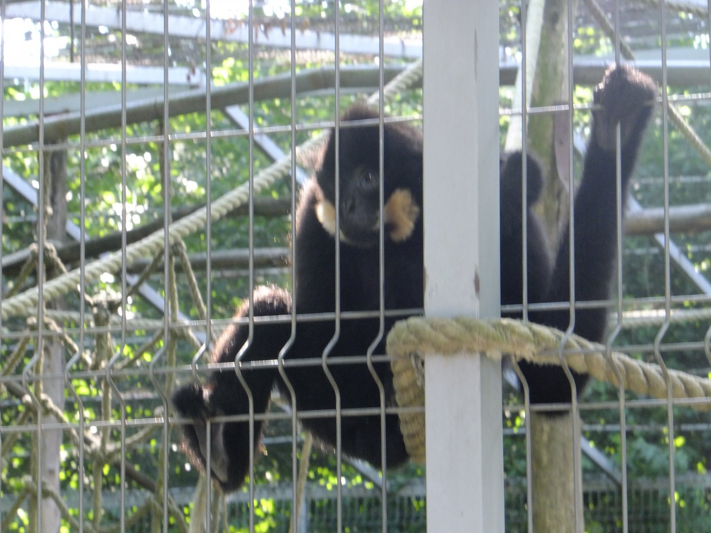 Tódor, the White-cheeked gibbon