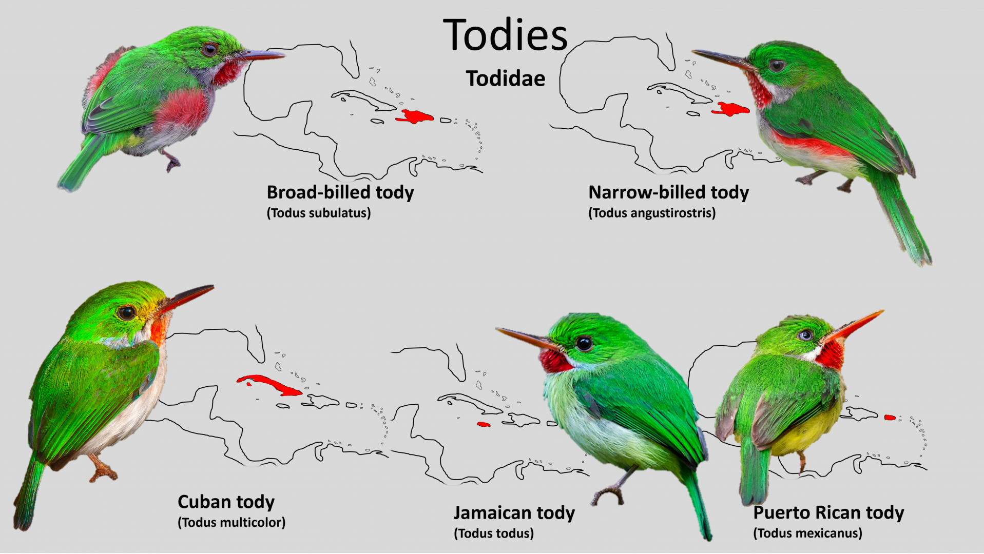 Tody distribution maps