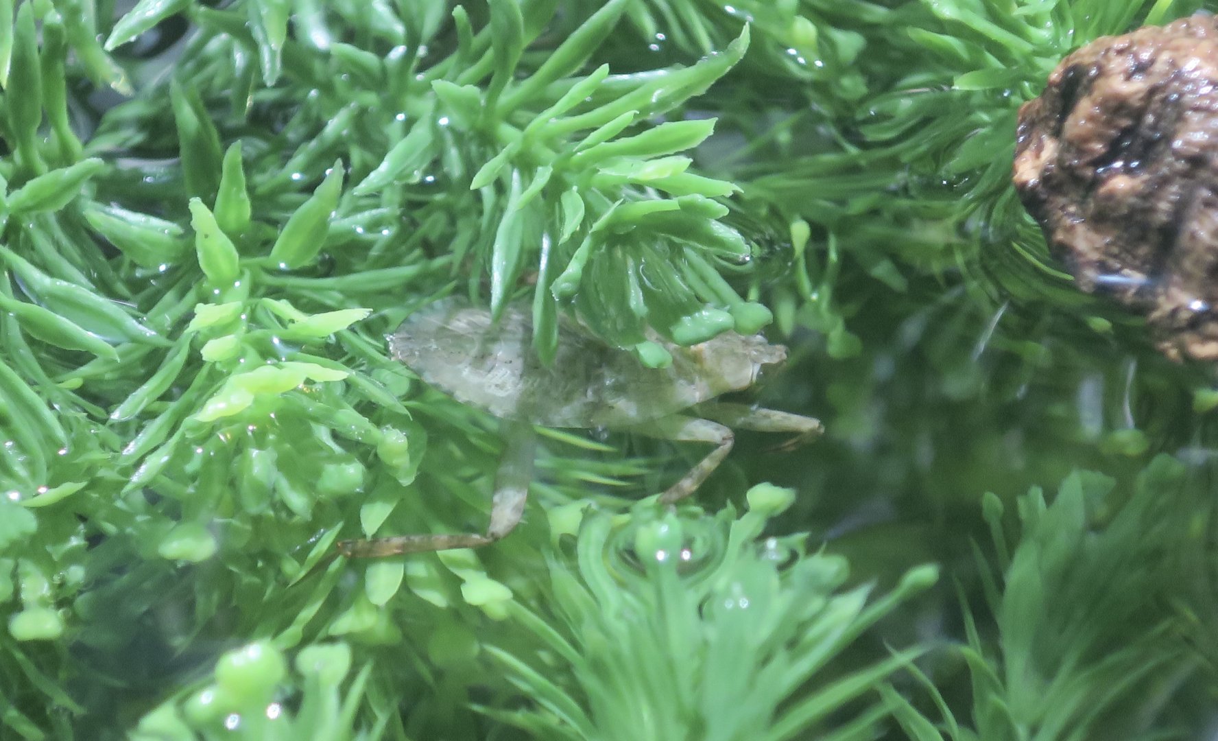 Toe-Biter (Abedus herberti)