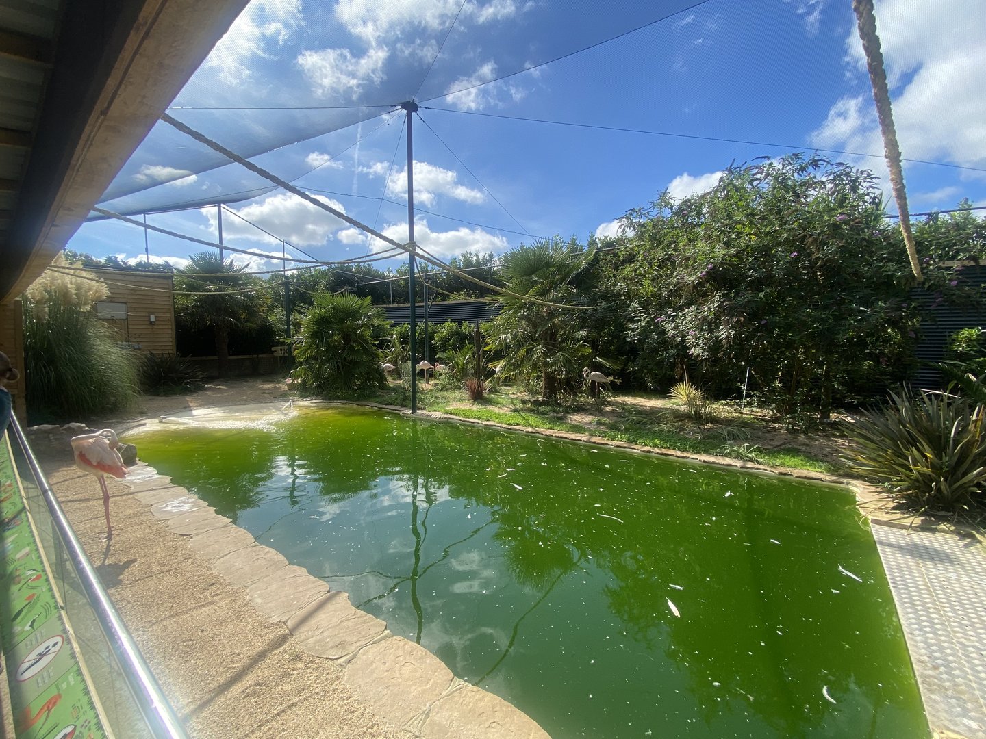 Toga Beach - Freeflight Aviary 140923