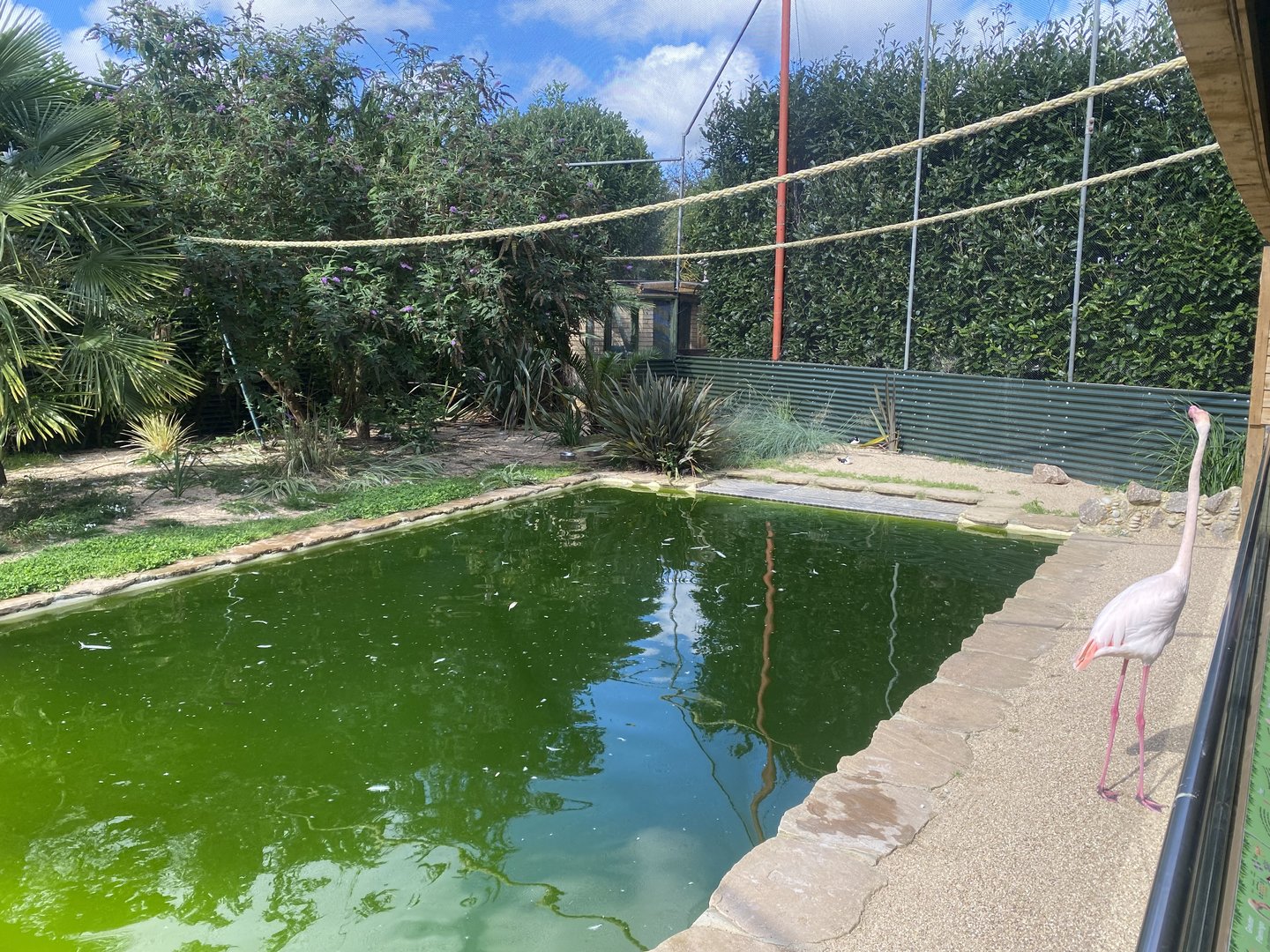 Toga Beach - Freeflight Aviary 140923