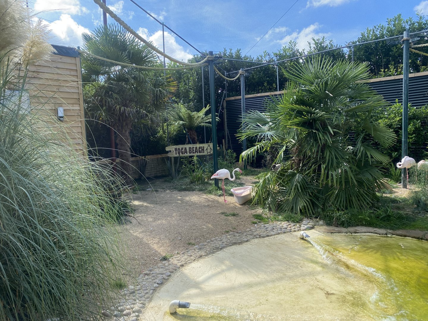 Toga Beach - Freeflight Aviary 140923