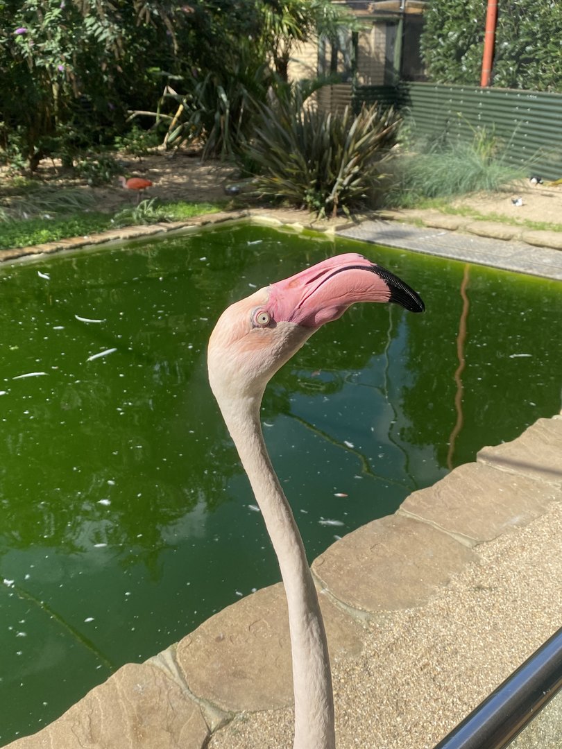 Toga Beach - Mingo the Greater Flamingo 140923