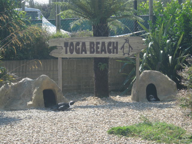 Toga Beach Penguin enclosure sign 2016