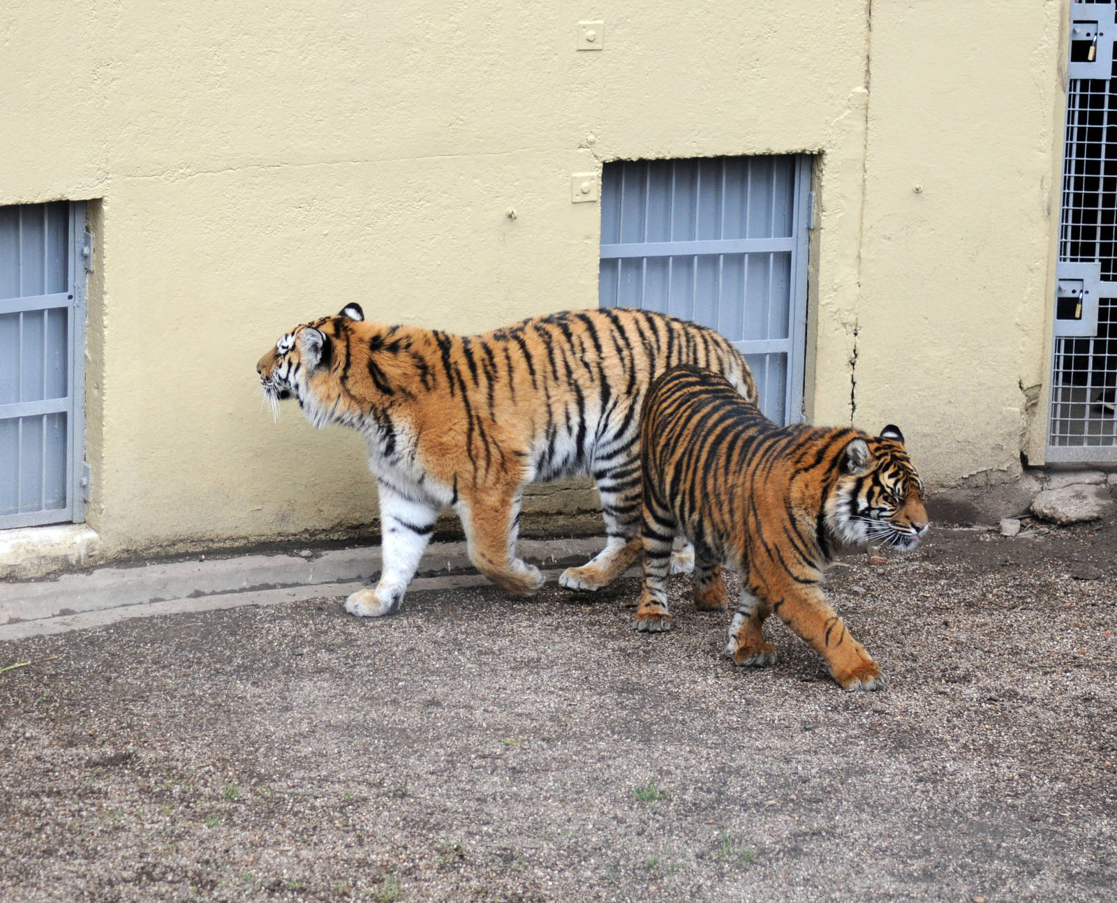 Together Daseep and Tschuna