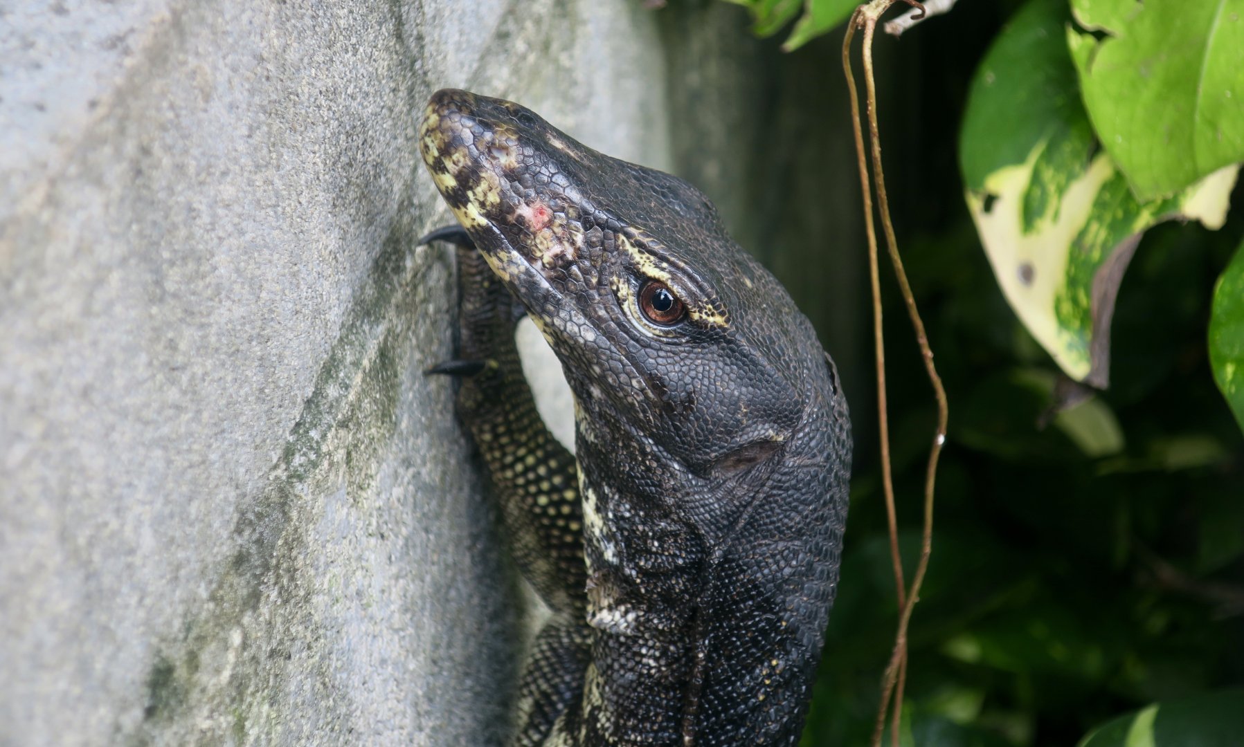 Togian Water Monitor (Varanus togianus)