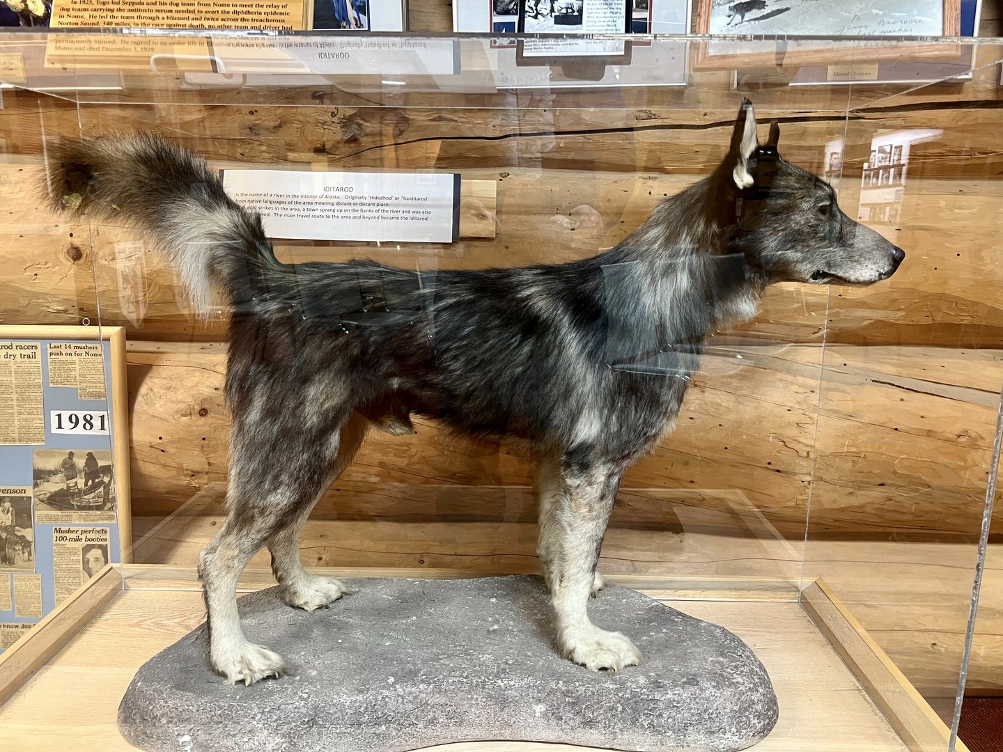 Togo - Iditarod Headquarters, Wasilla, Alaska