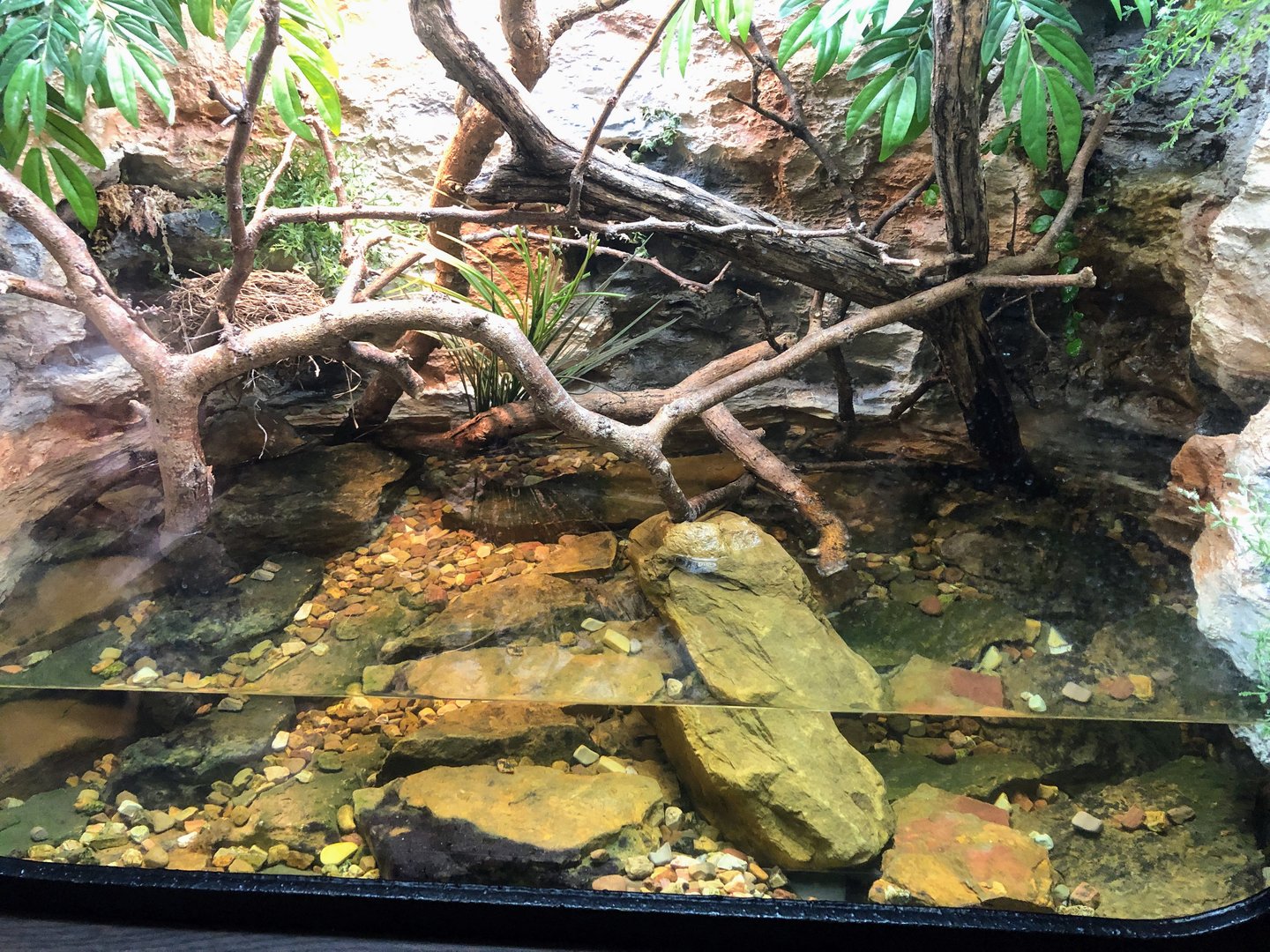 Togo Slippery Frog & Gan's Egg-eating Snake Exhibit