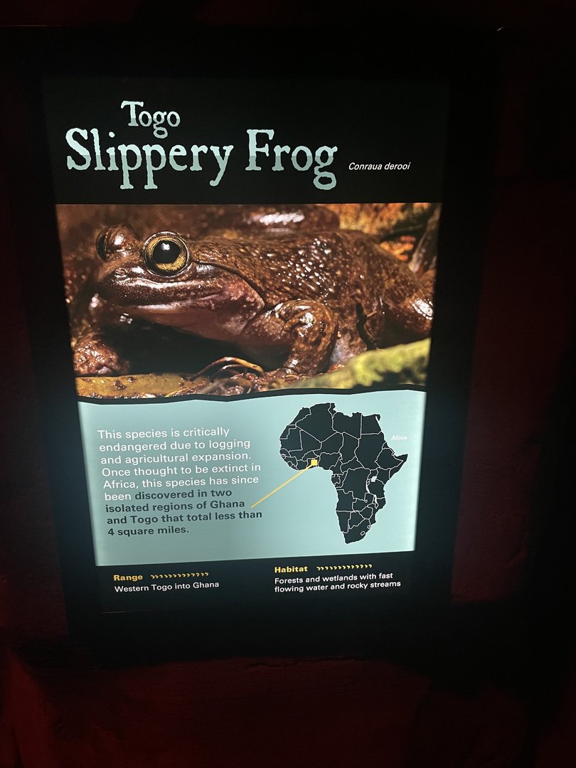 Togo Slippery Frog Signage