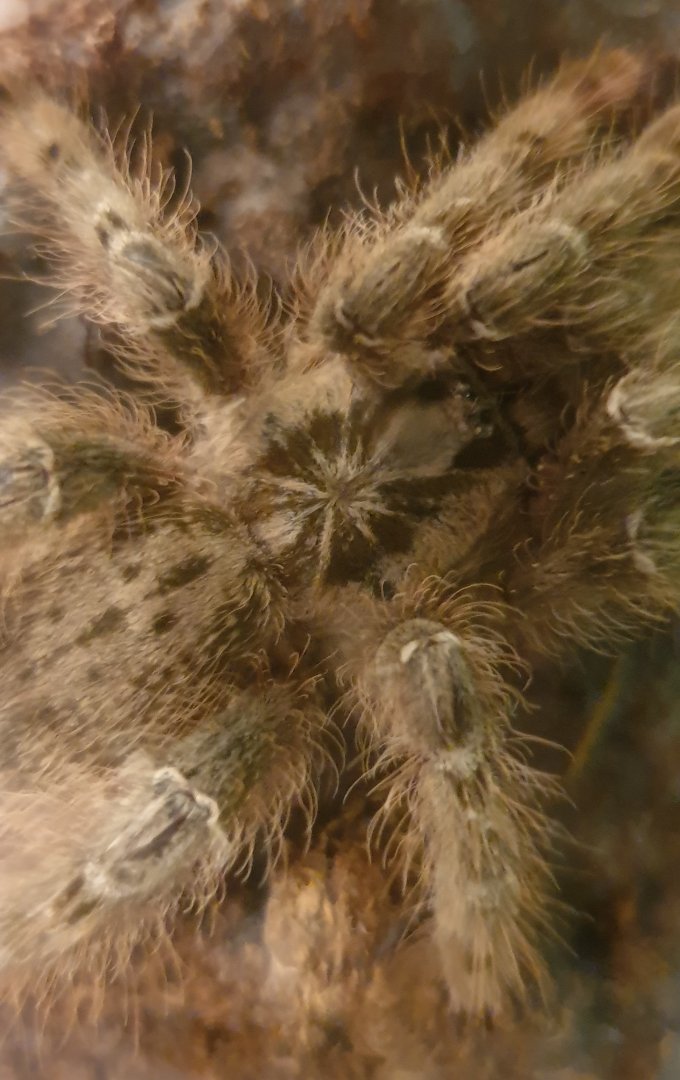 Togo starbrust baboon - Heteroscodra machlata