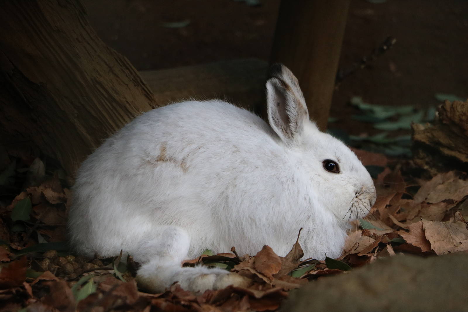 Tohoku hare, February 2016