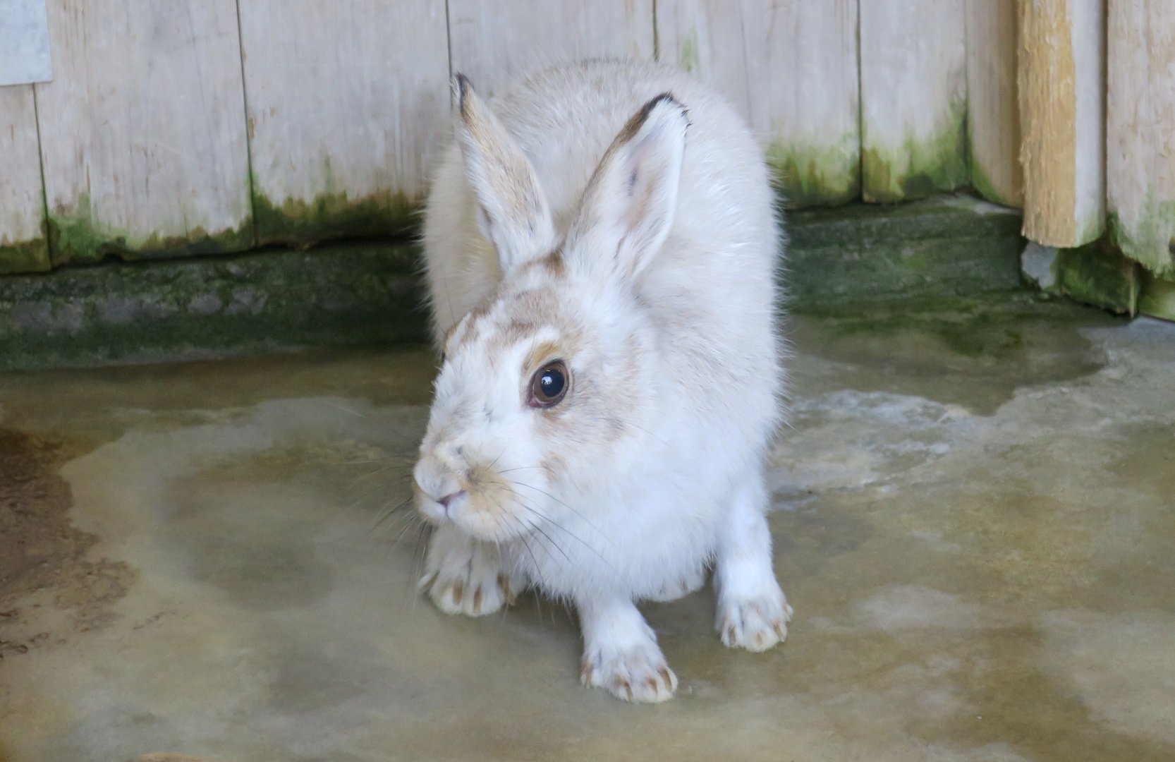 Tohoku Hare (Lepus brachyurus angustidens) winter coat
