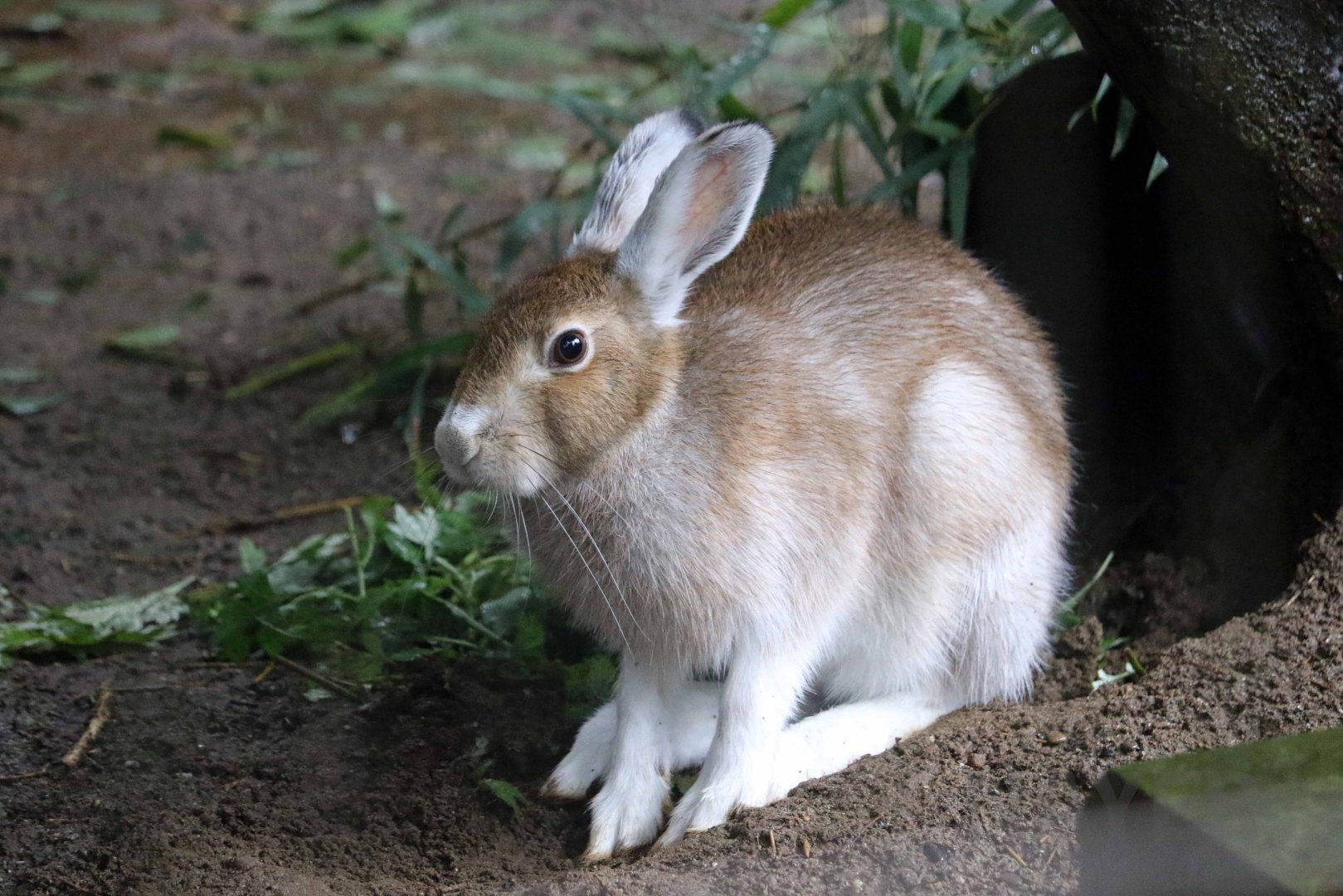 Tohoku hare, October 2017