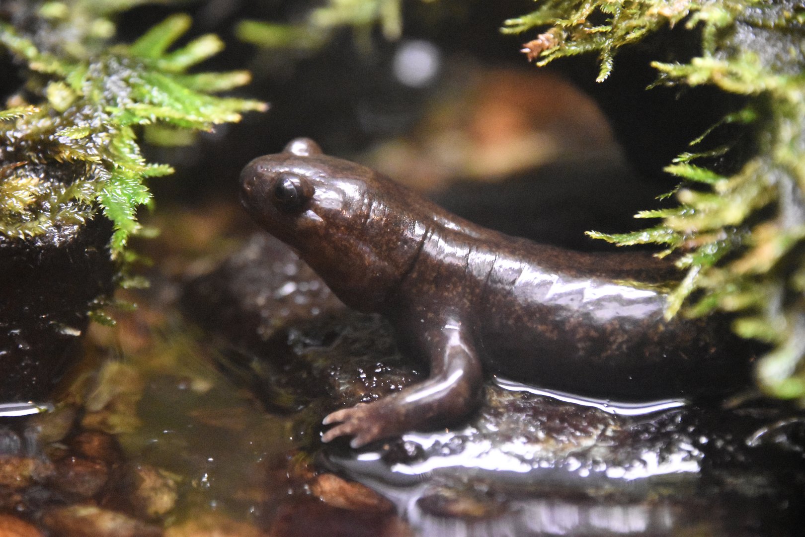 Tohoku salamander (Hynobius lichenatus)