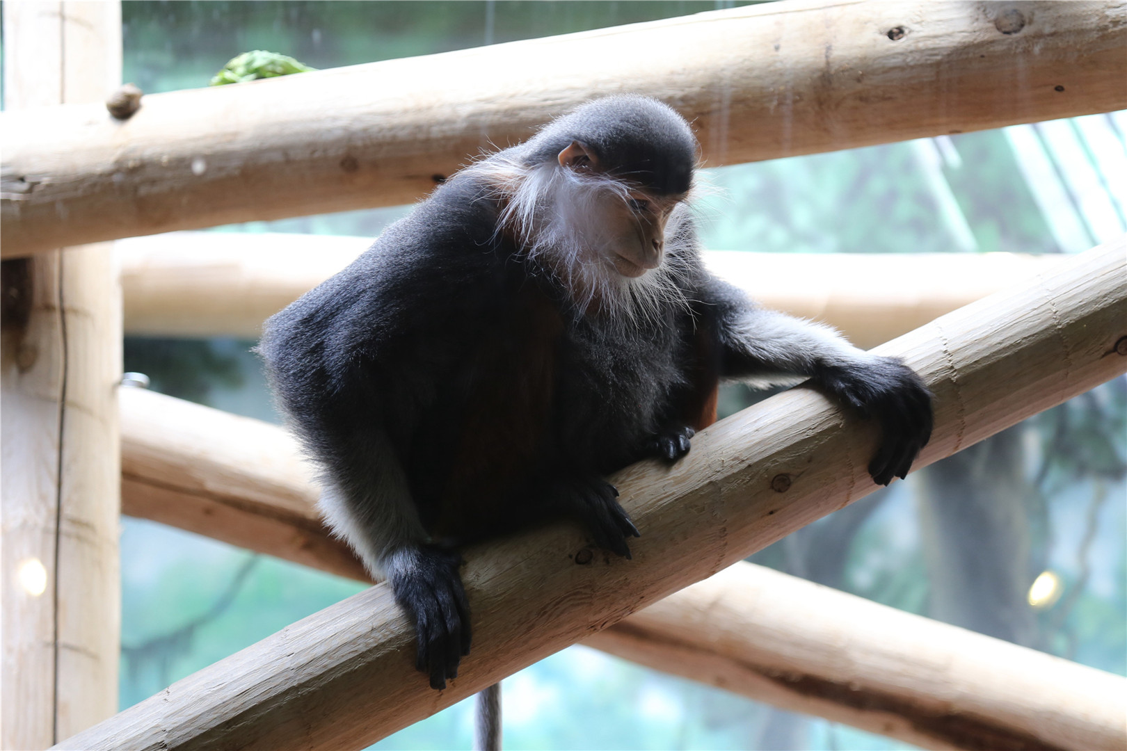 Toi the Douc Langur (1997.6.20-2018.9.19)