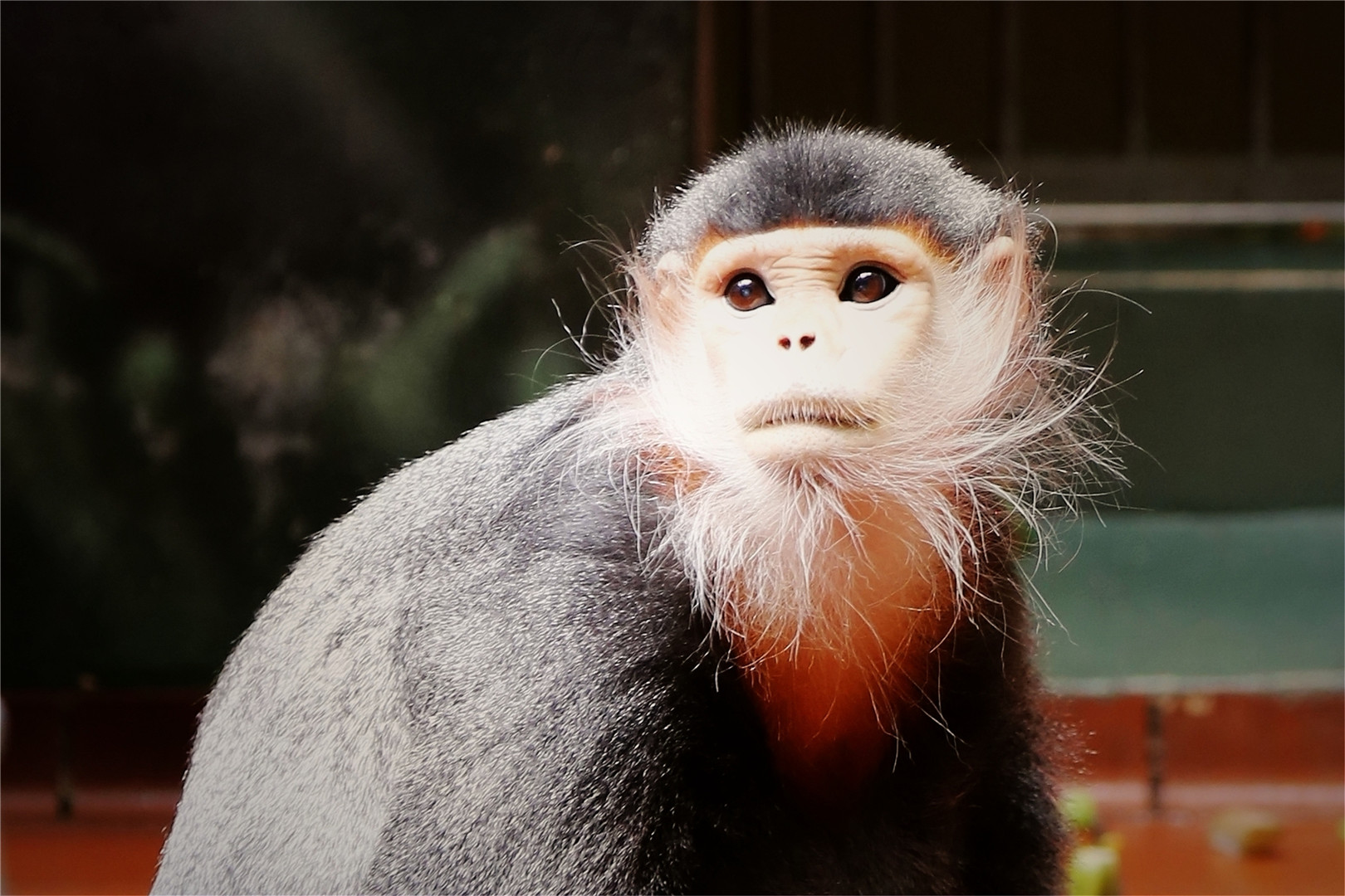 Toi the Douc Langur (1997.6.20-2018.9.19)