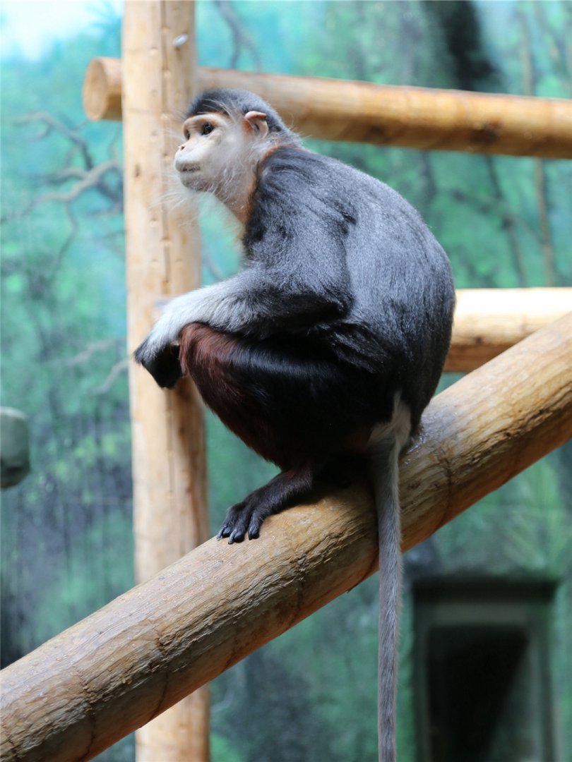 Toi the Douc Langur (1997.6.20-2018.9.19)