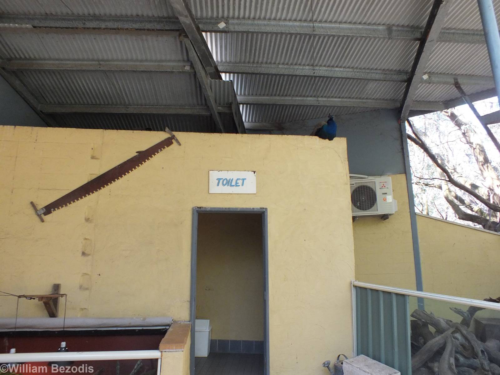 Toilets with live Peacock on top