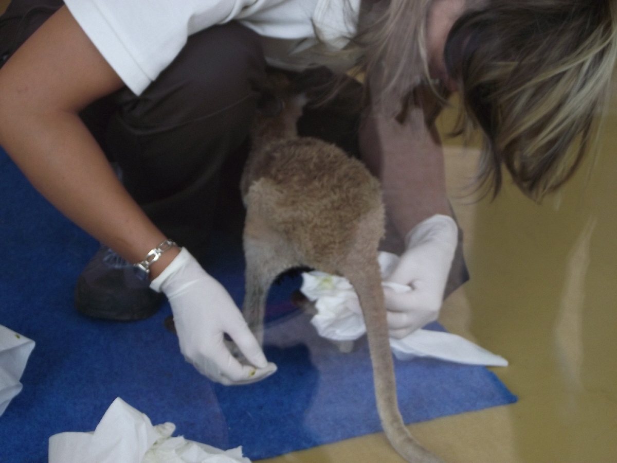 Toiletting Kangaroo