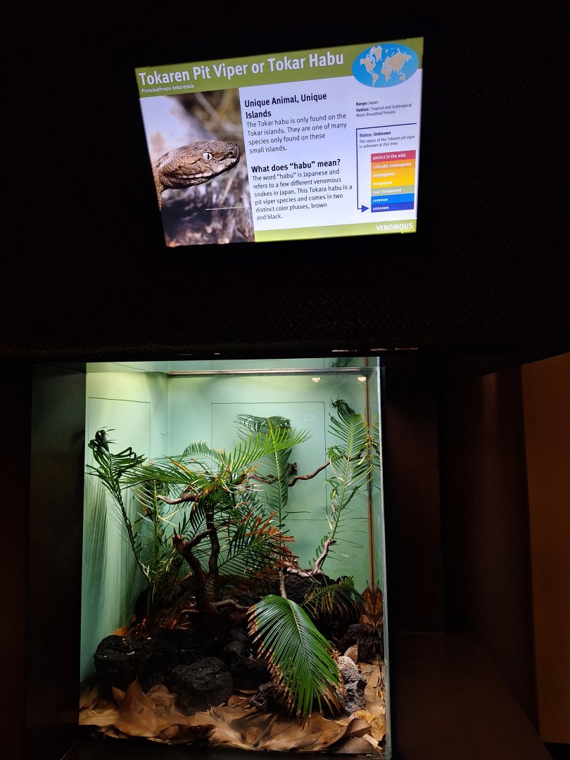 Tokar Habu enclosure