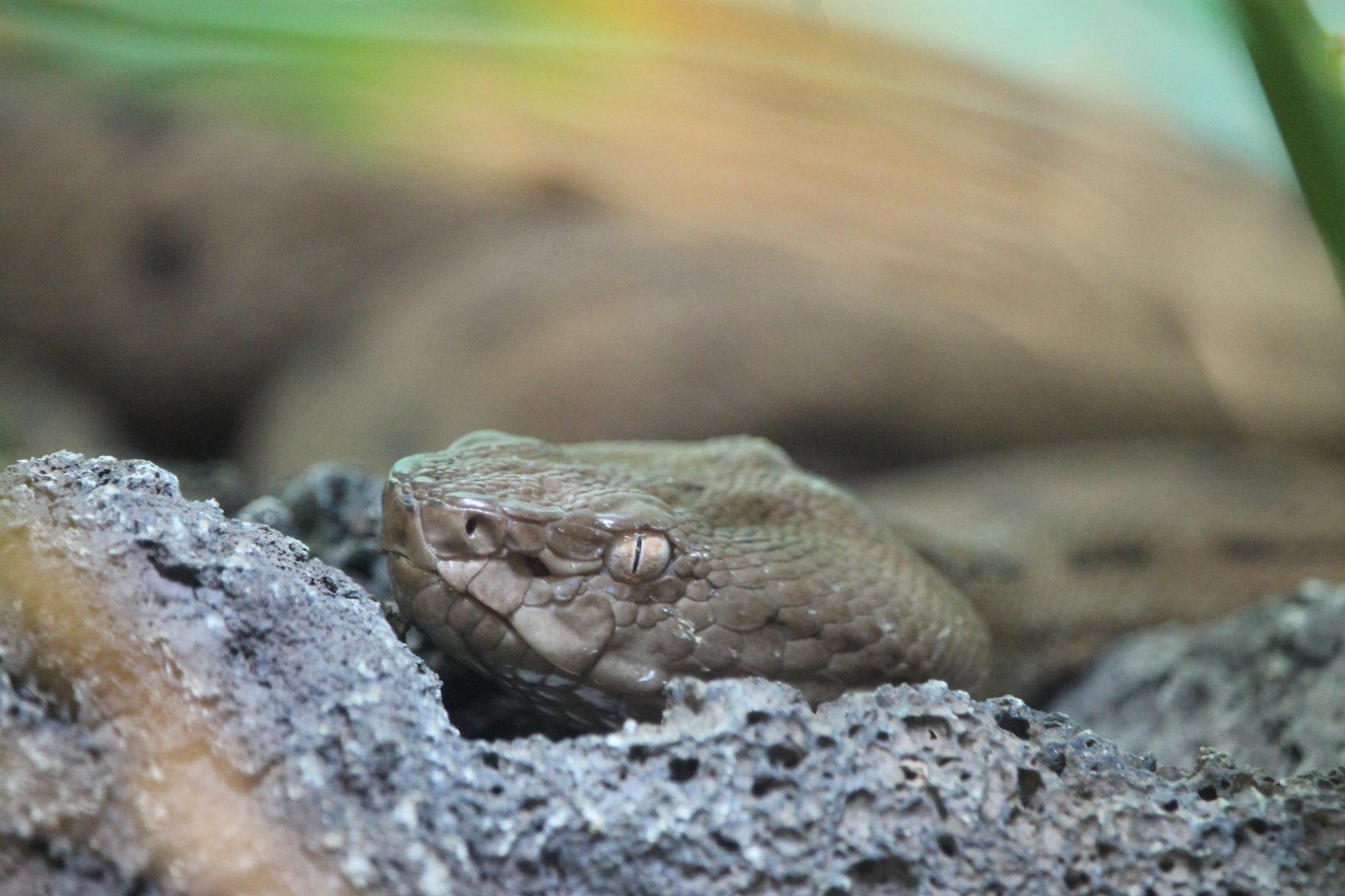 Tokar Habu (Protobothrops tokarensis)