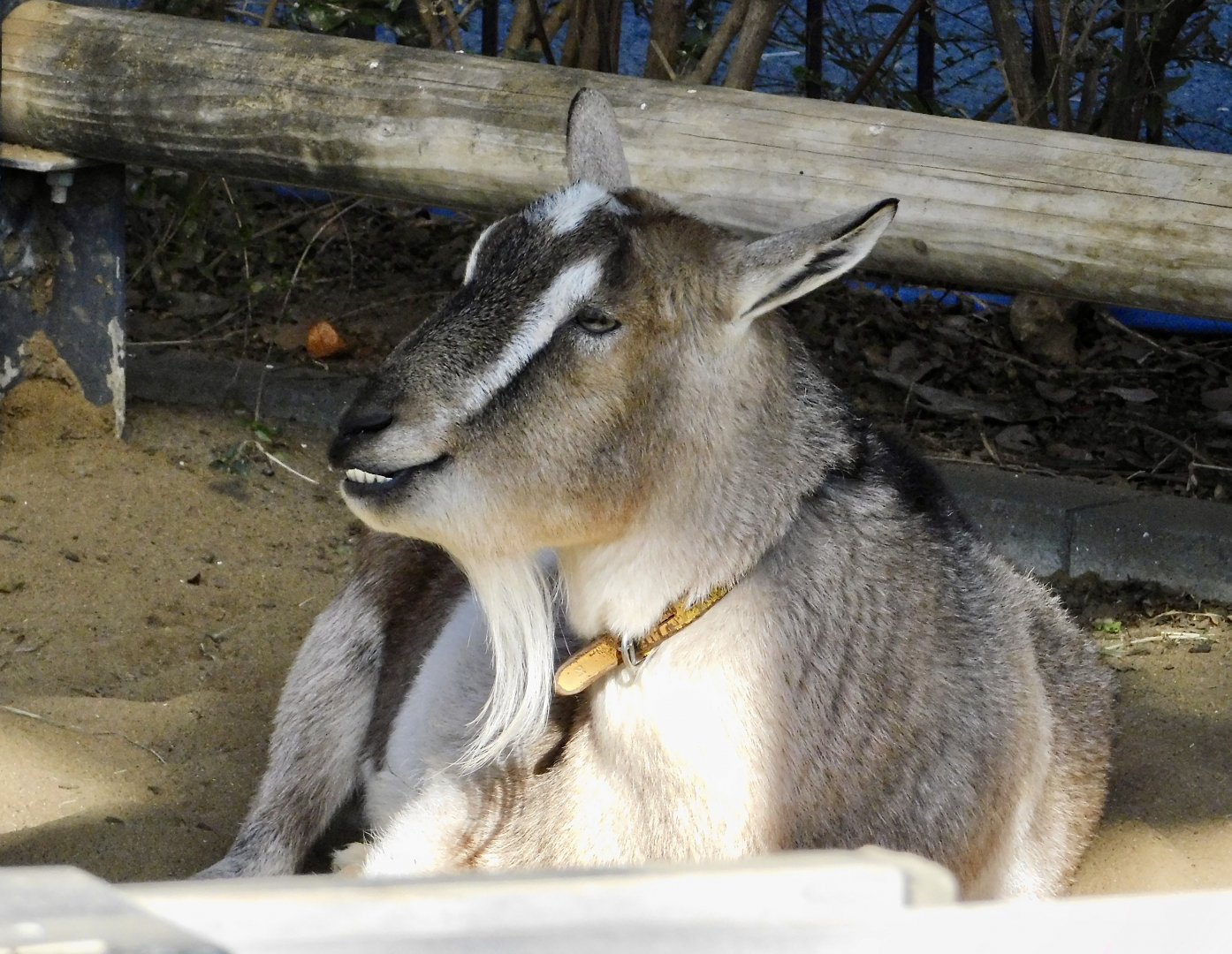 Tokara Goat (Capra aegagrus f. hircus) November 29, 2025