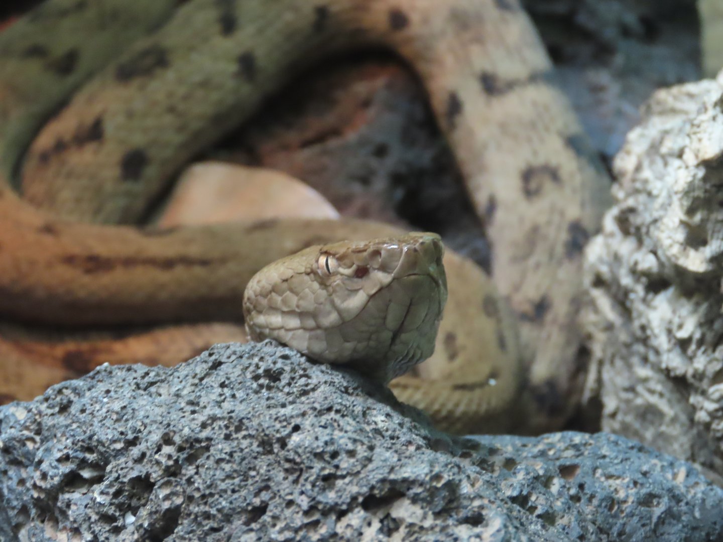 Tokara Habu (Protobothrops tokarensis)