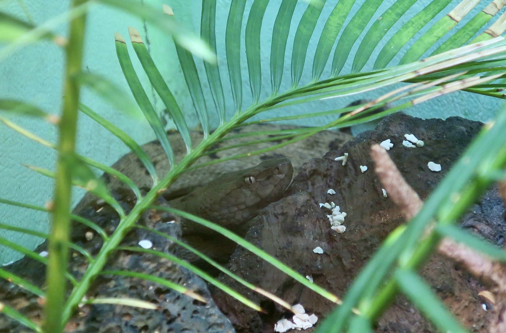 Tokara Habu (Protobothrops tokarensis)