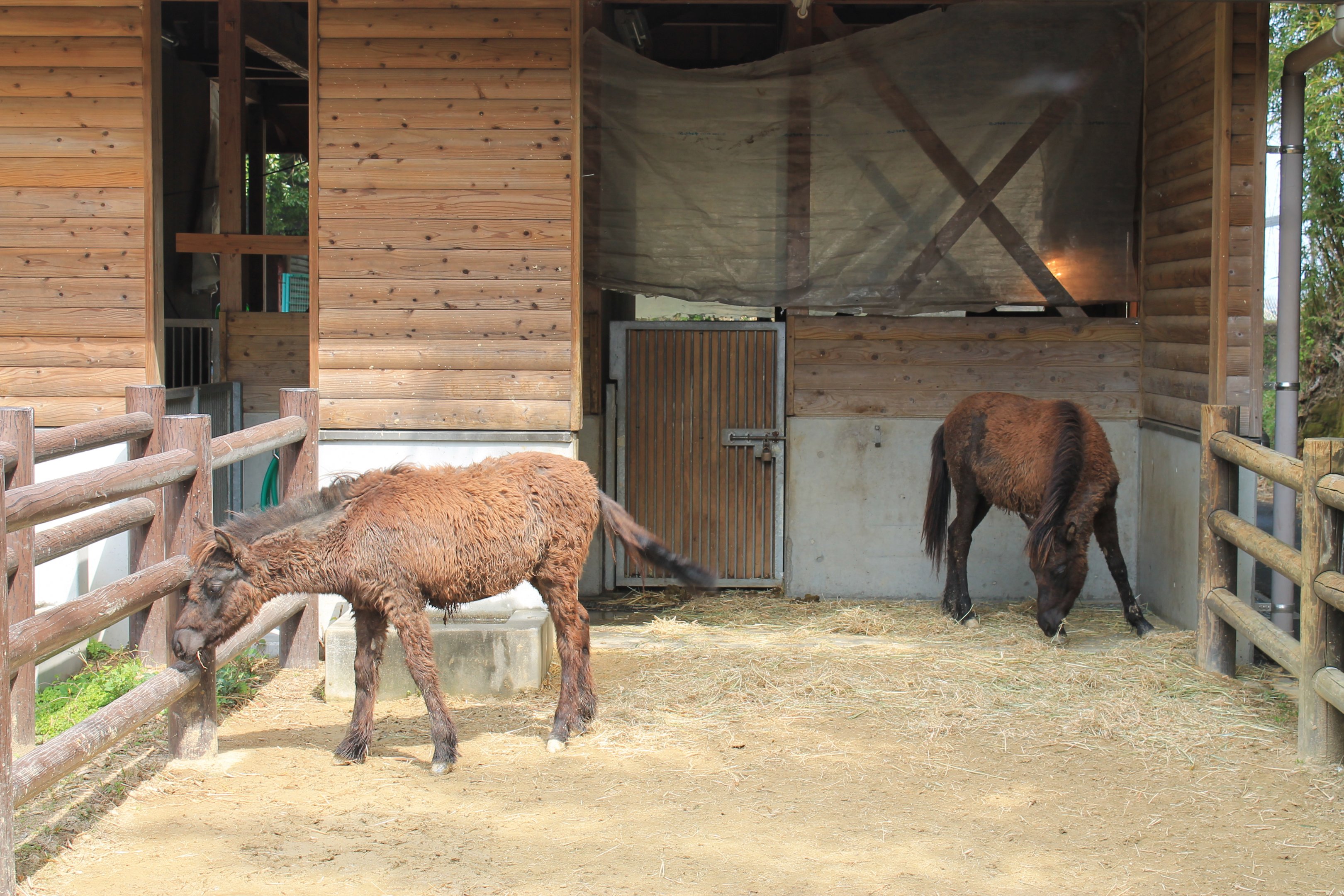Tokara Pony - Hirakawa Zoo (Kagoshima)