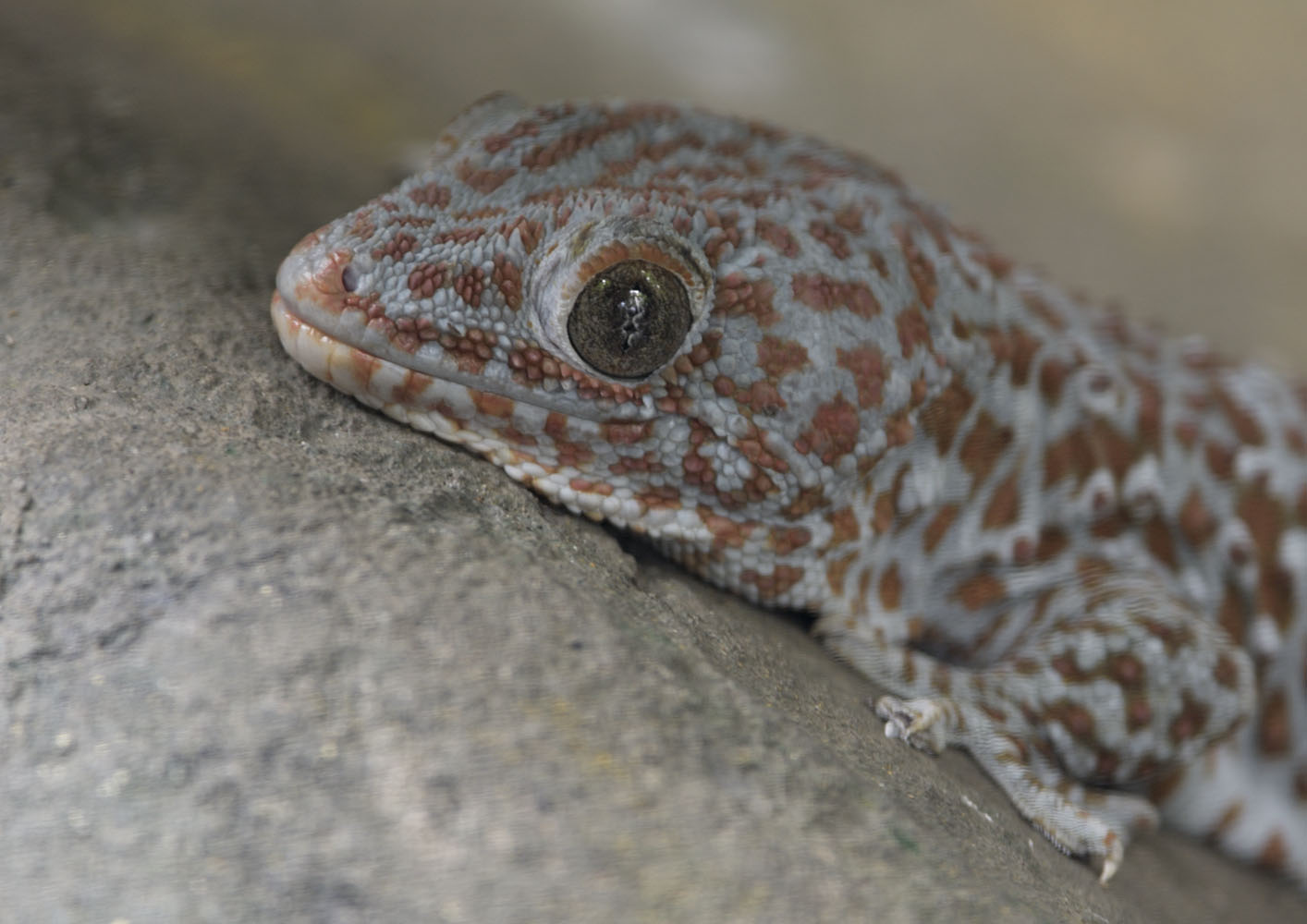 Tokay close-up