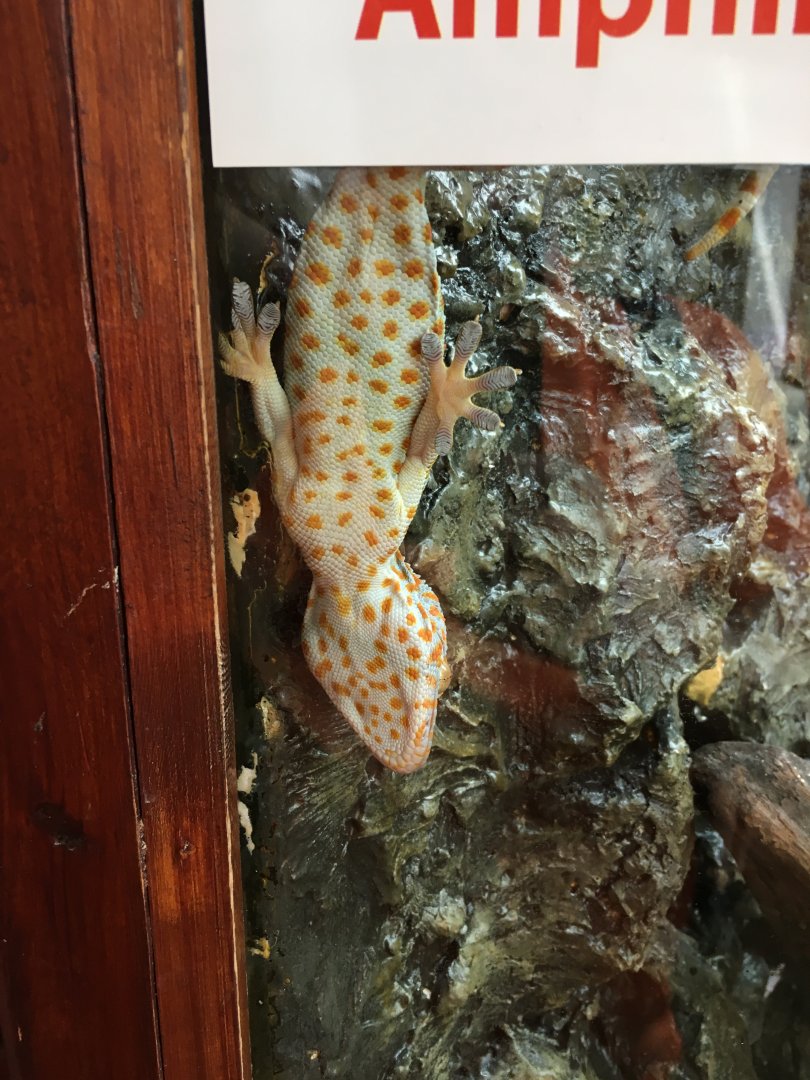 Tokay gecko 010817