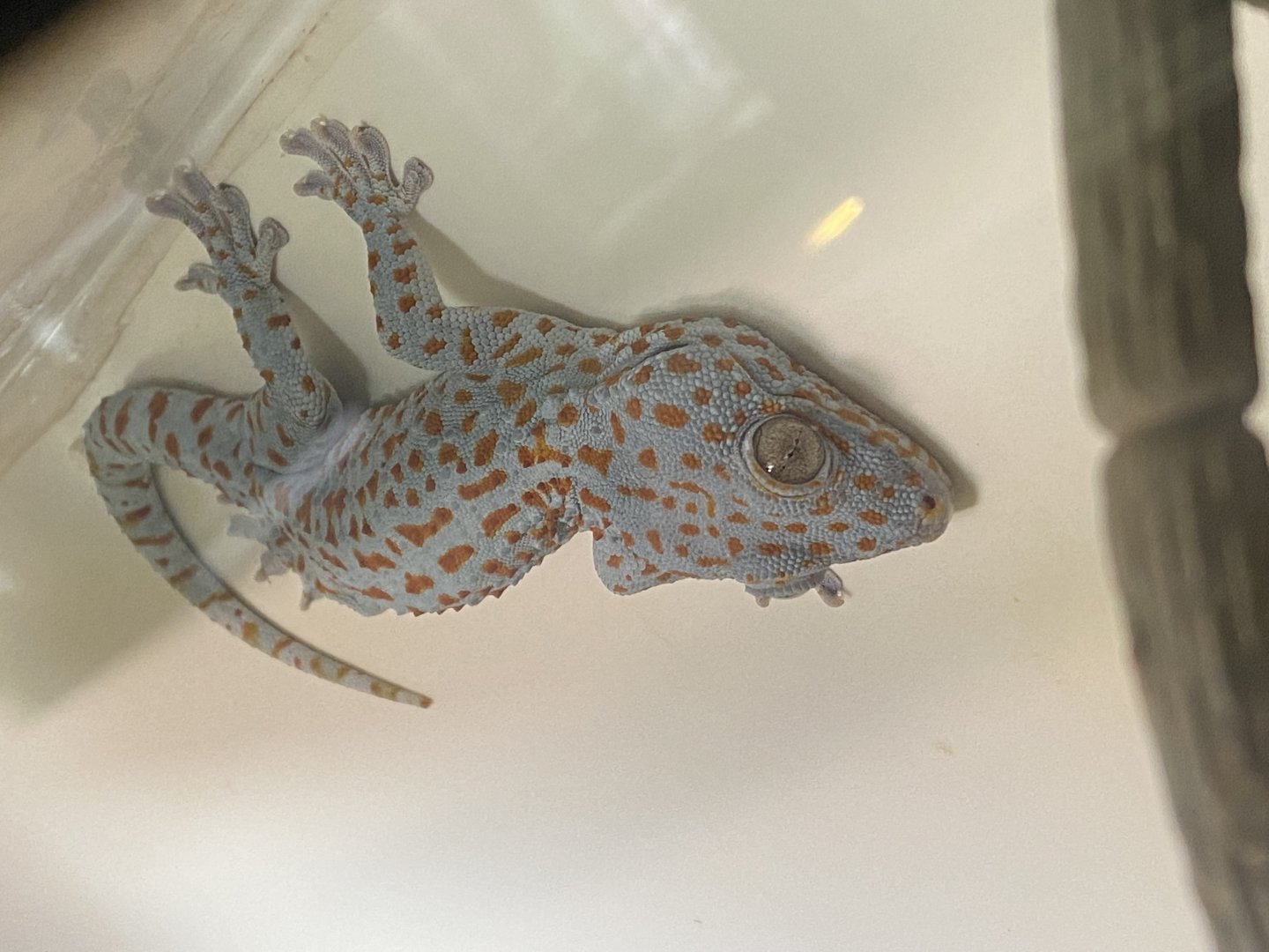 Tokay gecko 020822