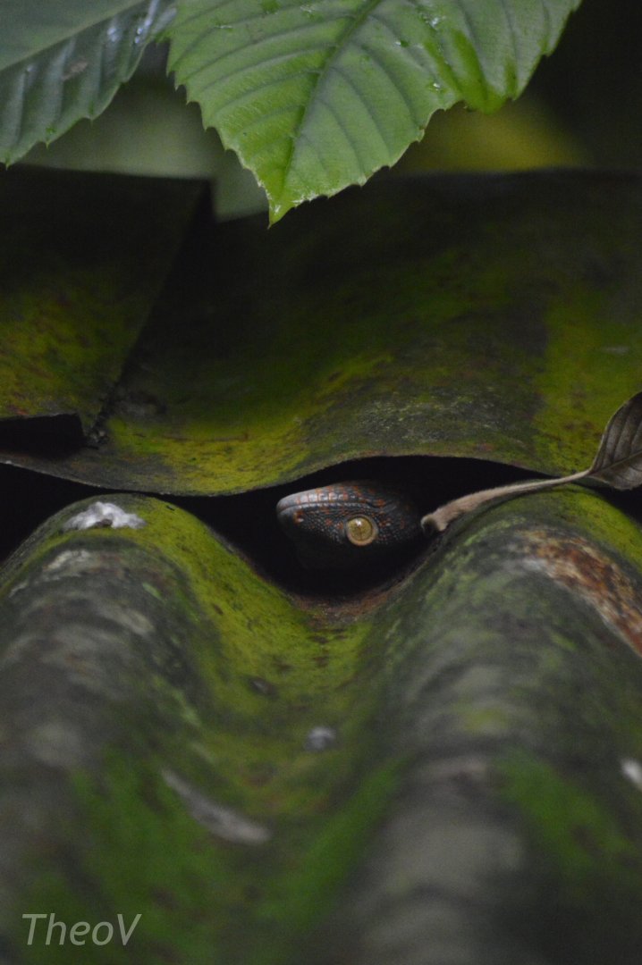Tokay gecko [2020]