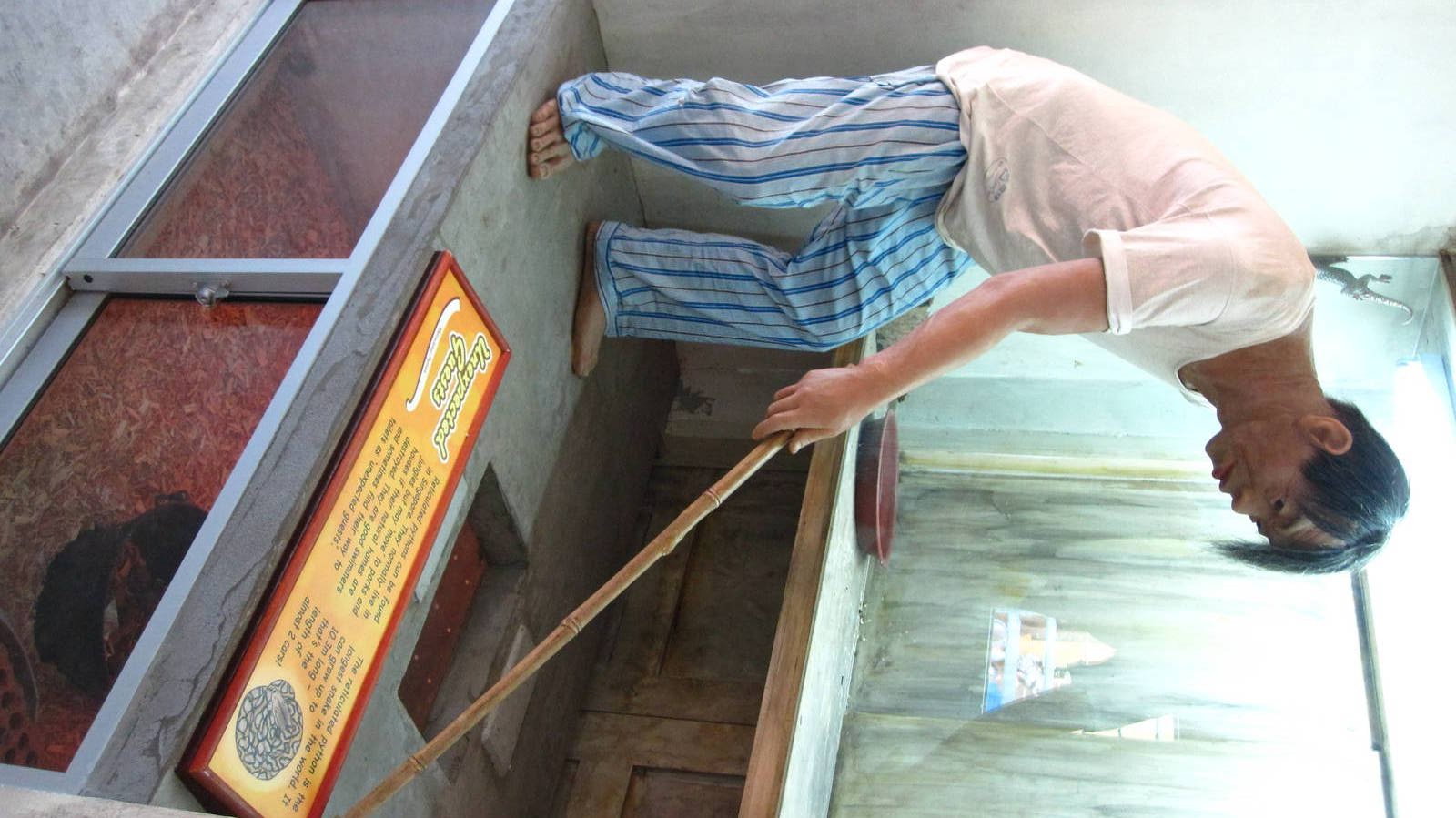 Tokay Gecko and Reticulated Python exhibit, Kidzworld