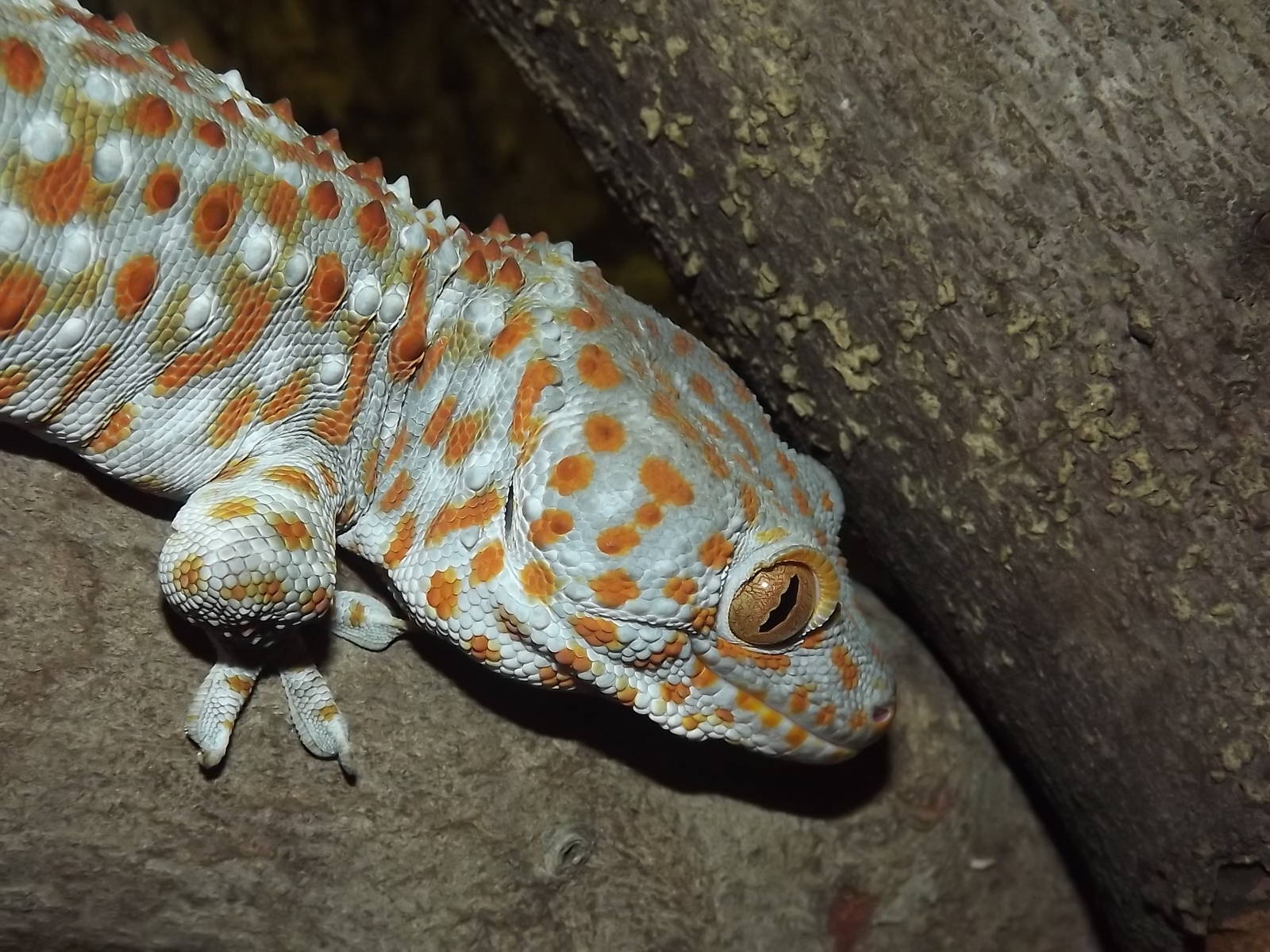 Tokay Gecko at Knowsley Safari Park 08/09/12